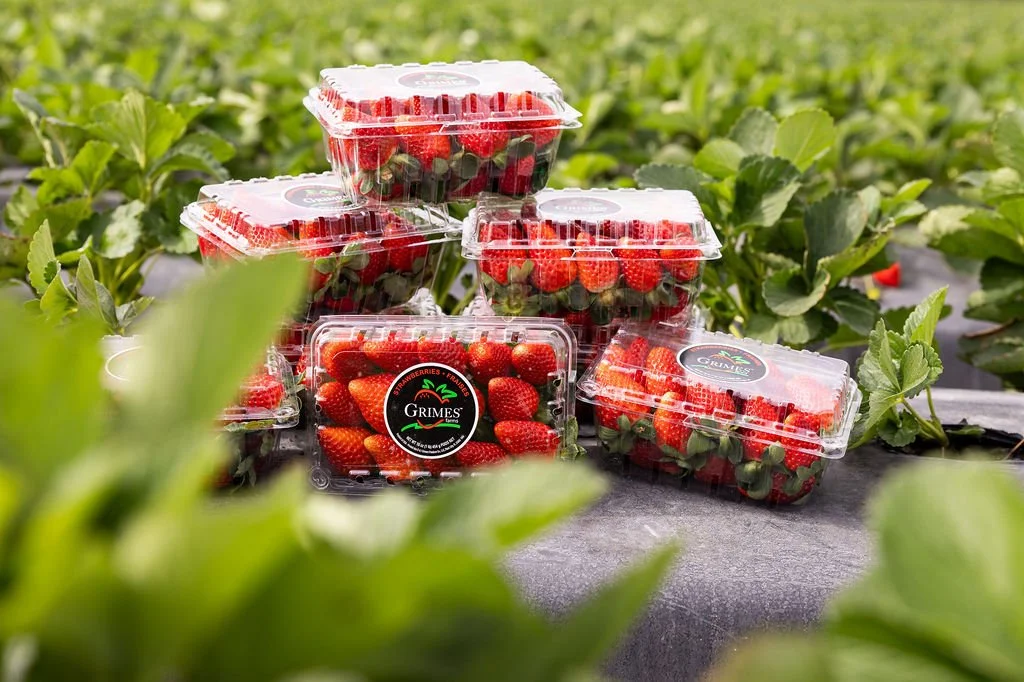 Clear plastic containers filled with fresh strawberries on a farm field with green leaves in the background.