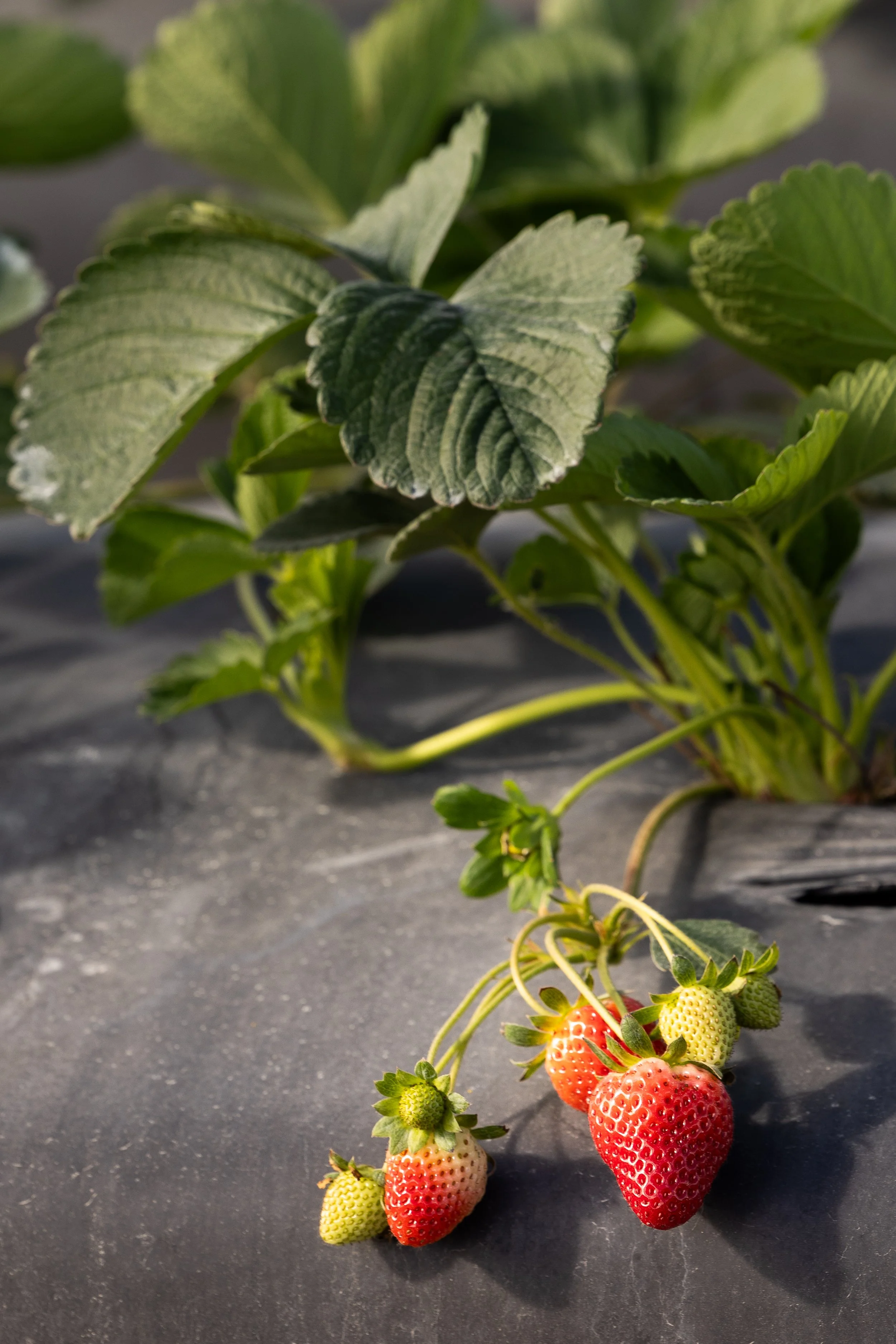 Ripe red strawberries and small green strawberries growing on a plant with large green leaves, on black plastic mulch.