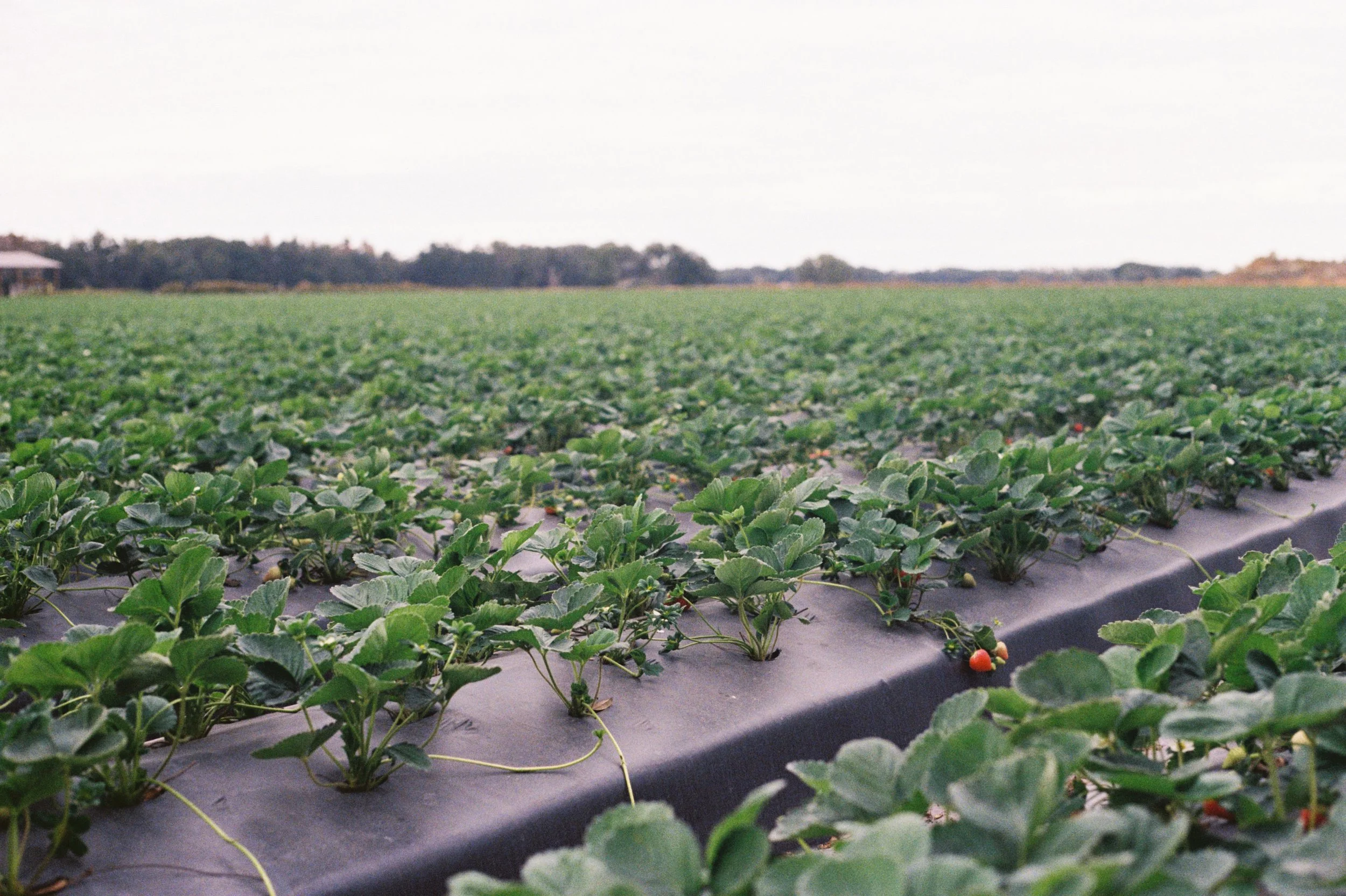 A strawberry field with green leafy plants growing in rows on black plastic mulch covering the soil
