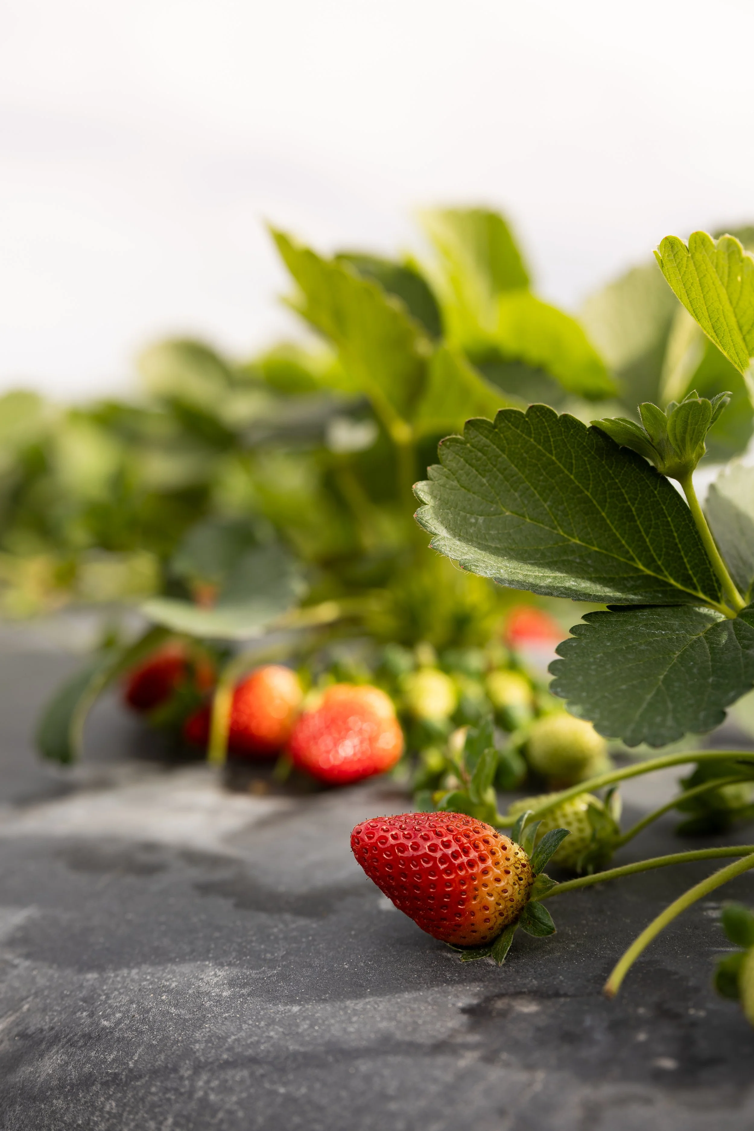 Close-up of ripe strawberries growing on a plant with green leaves, on black plastic mulch in a farm setting.