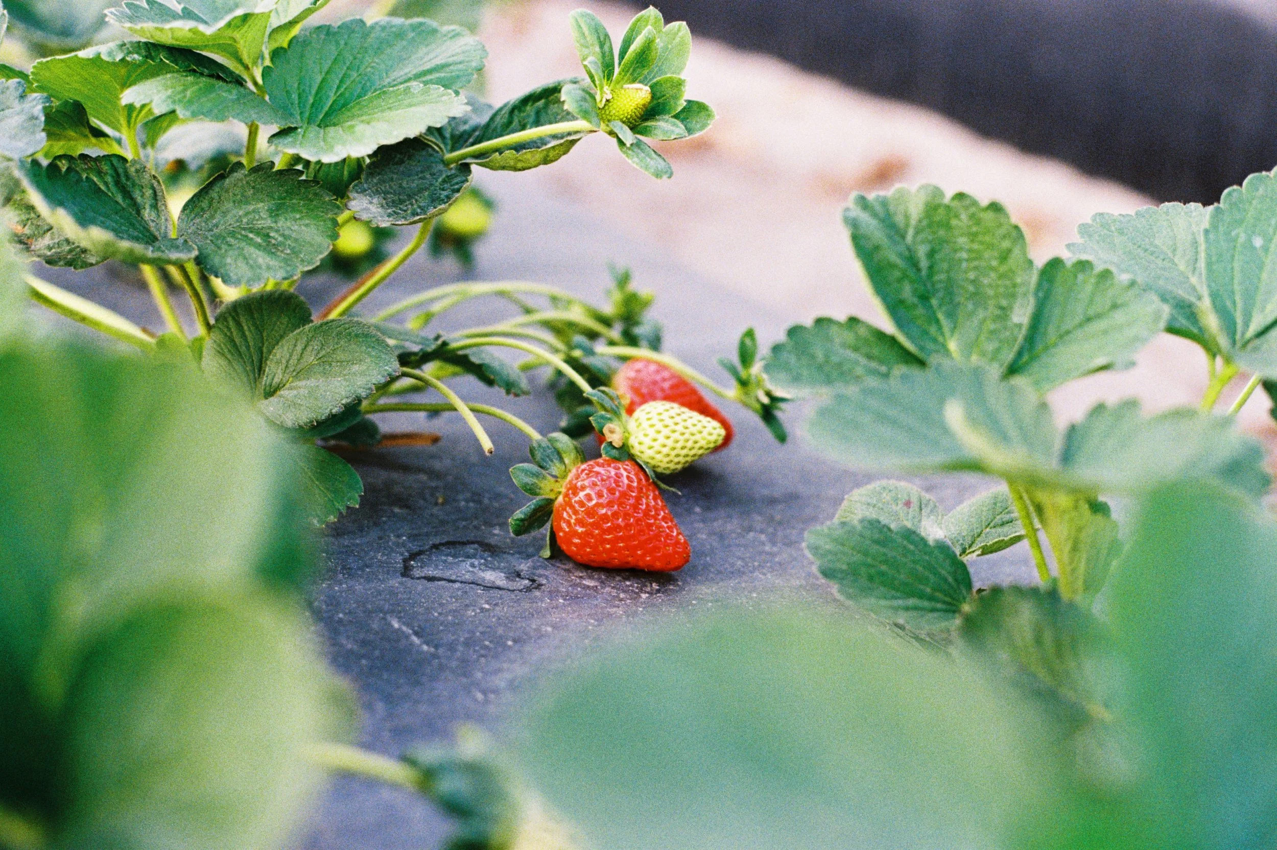 Close-up of strawberry plants with green leaves and ripening red and green strawberries on a black surface.