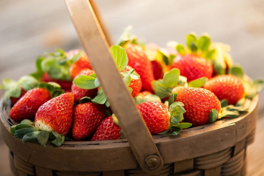 strawberries in a basket plant city strawberries