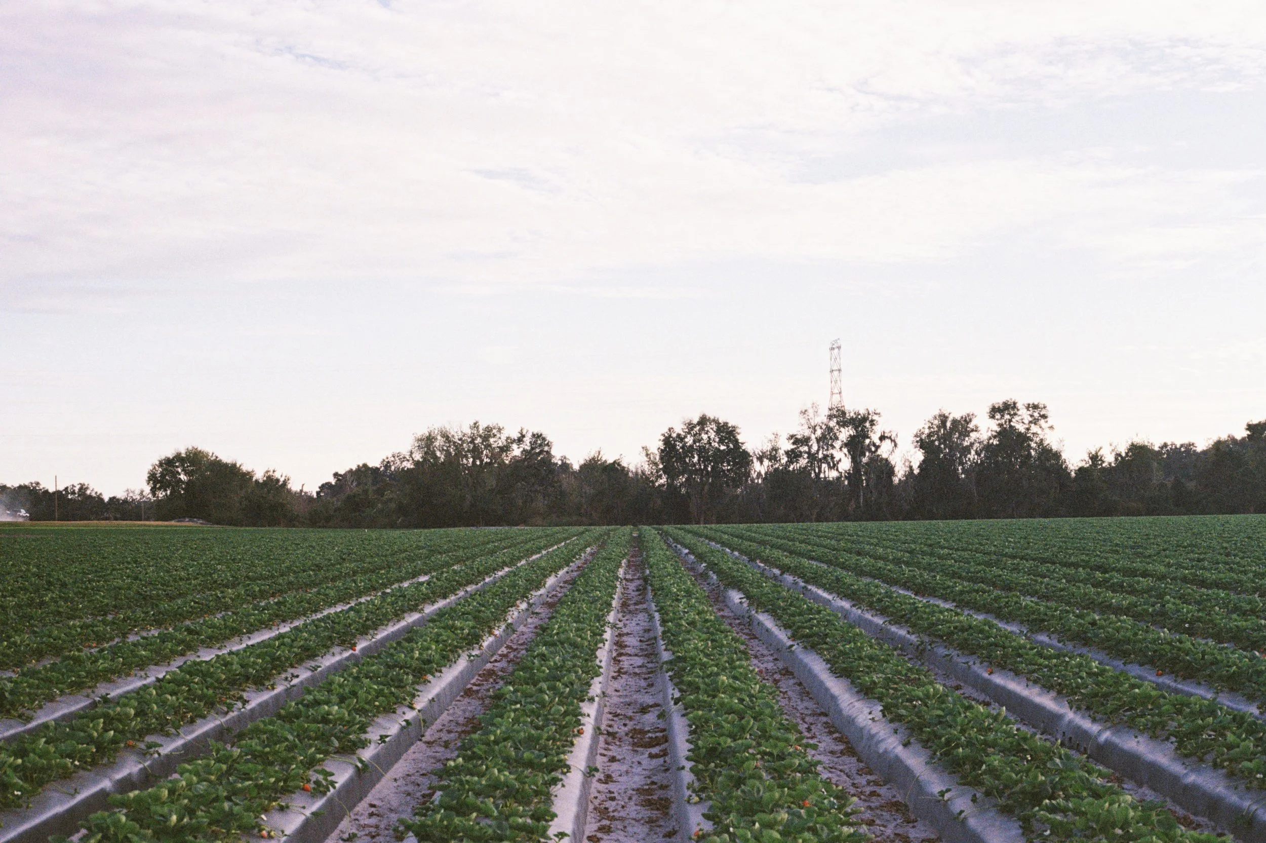 Photograph of a farm field with rows of green leafy crops and some trees in the background under a partly cloudy sky.