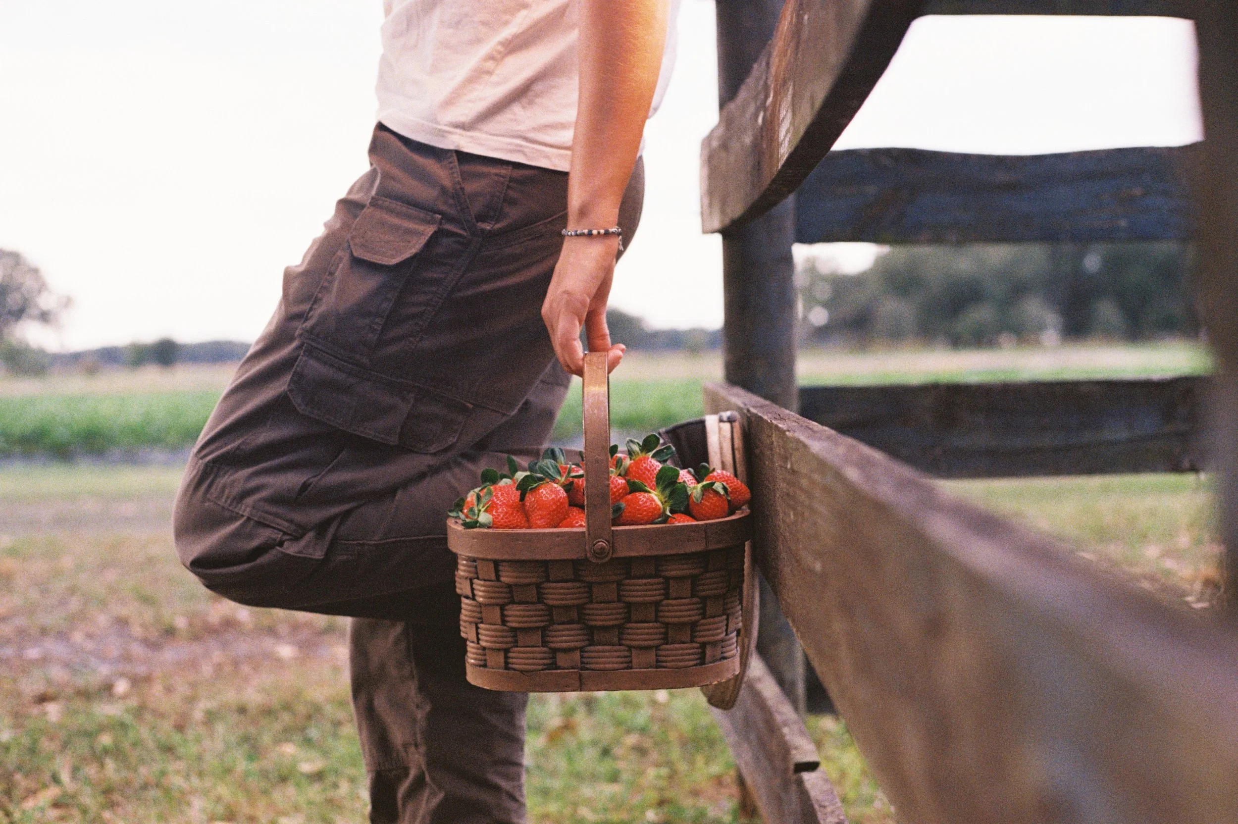 A person in cargo pants is picking strawberries from a basket in a farm setting.