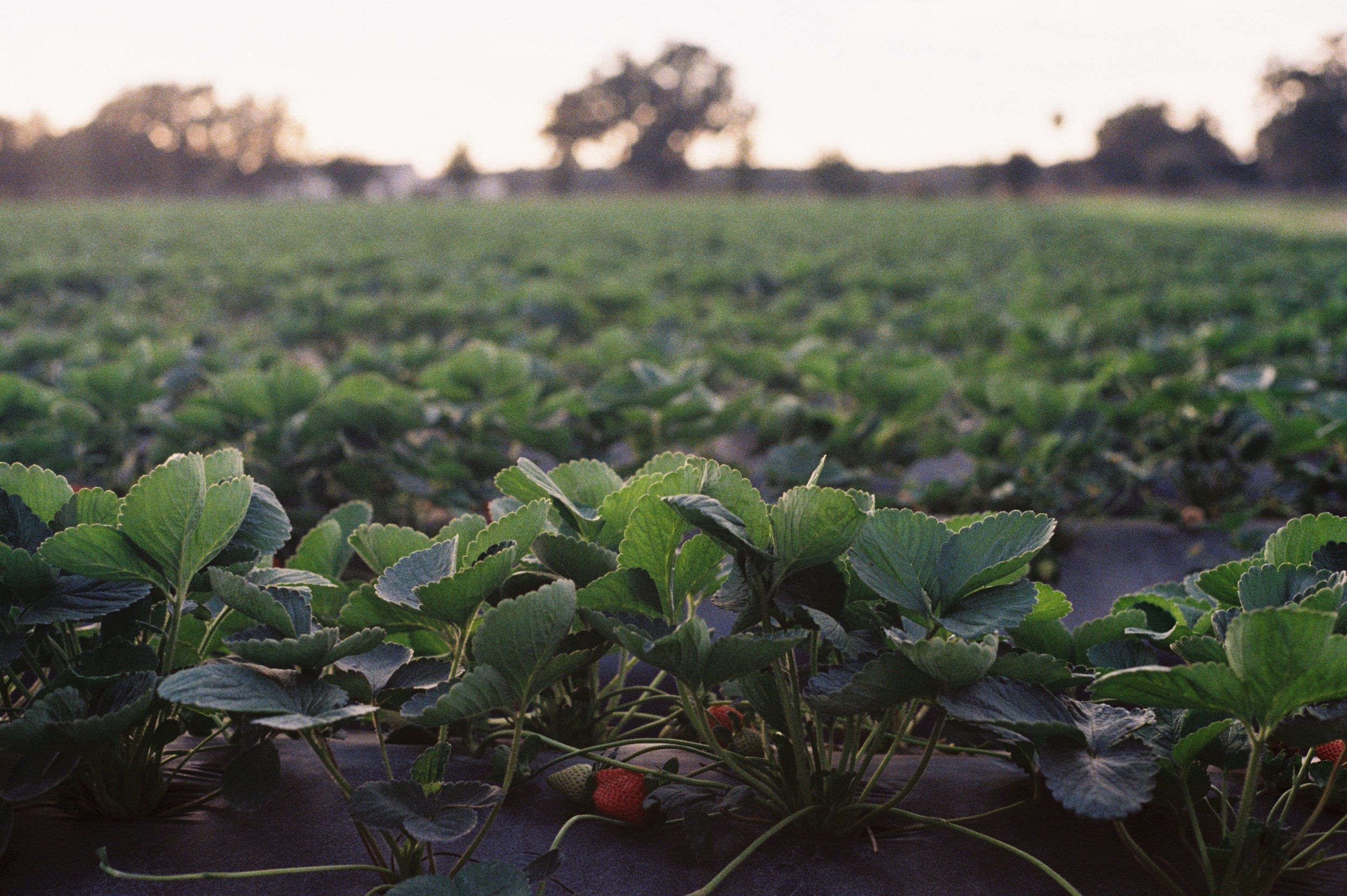 Close-up of strawberry plants with green leaves and some strawberries, in a farm field during sunset.