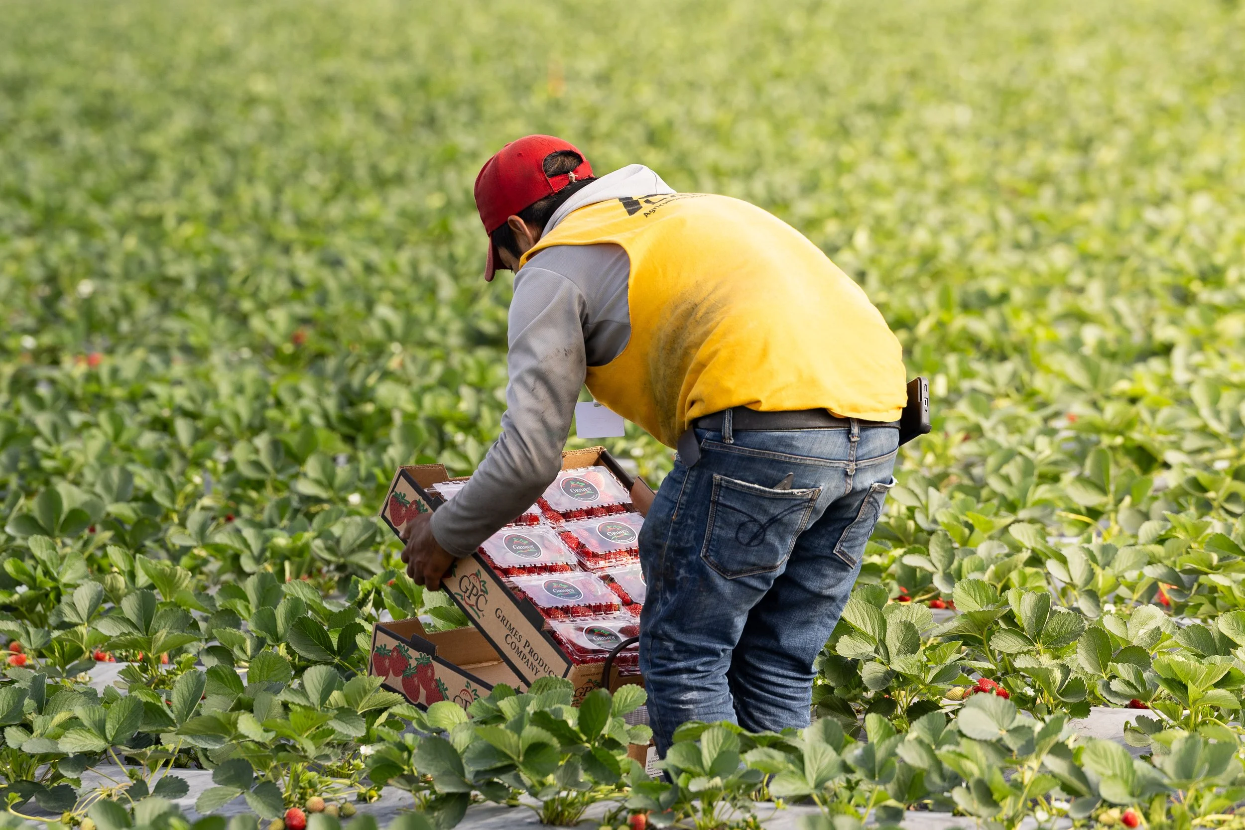 Farmer harvesting strawberries in a large field, wearing a yellow vest and red cap, holding a box of strawberries.