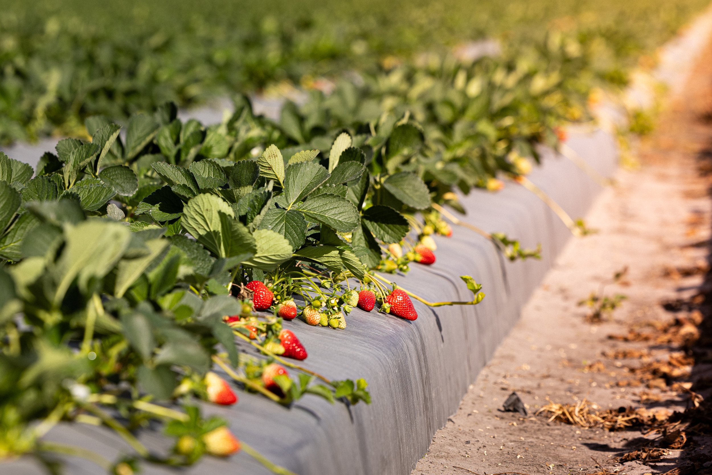 Strawberry plants growing along a raised bed with ripe and unripe strawberries under sunlight.