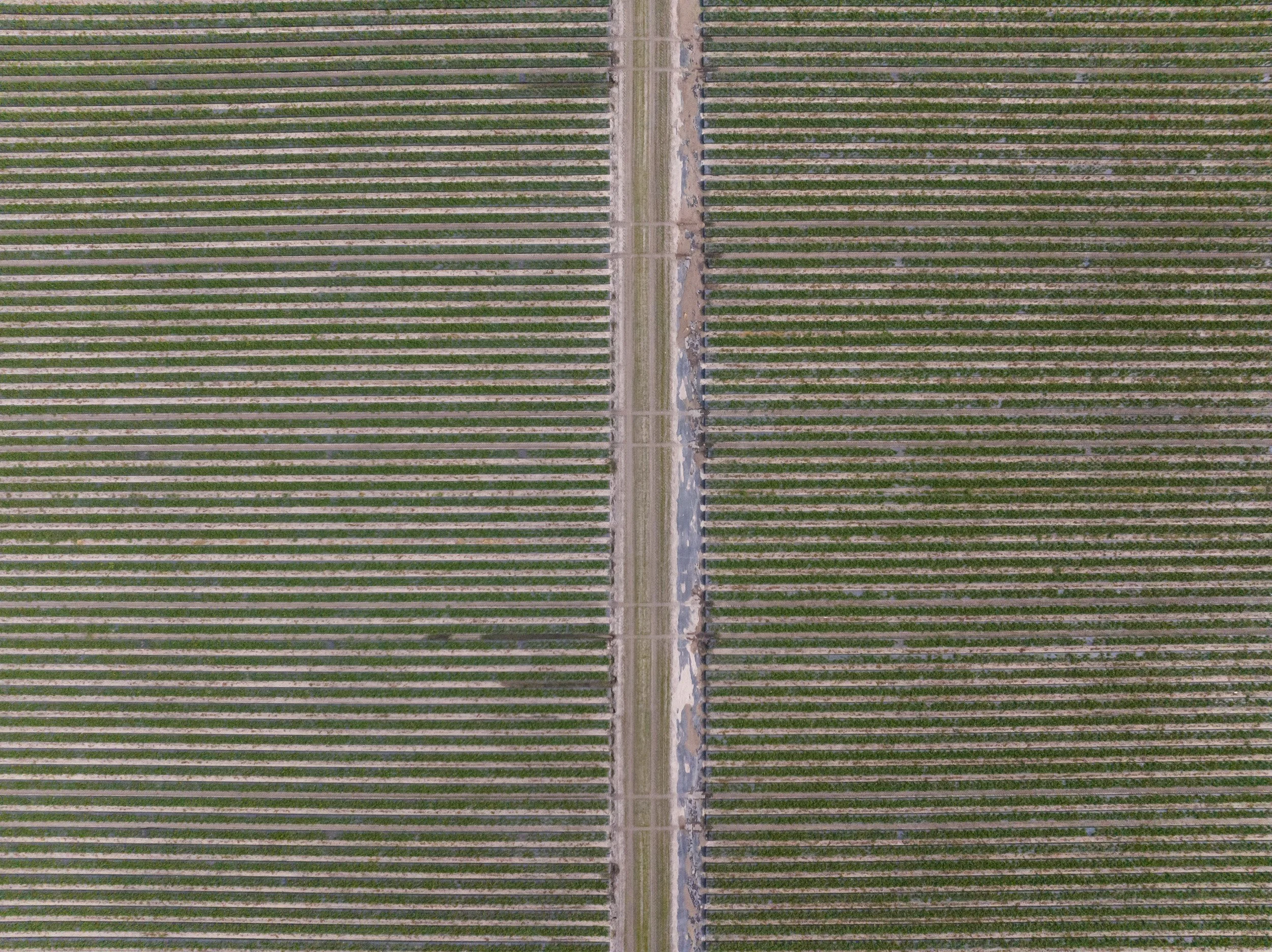 Aerial view of a large vineyard with rows of grapevines separated by dirt paths.