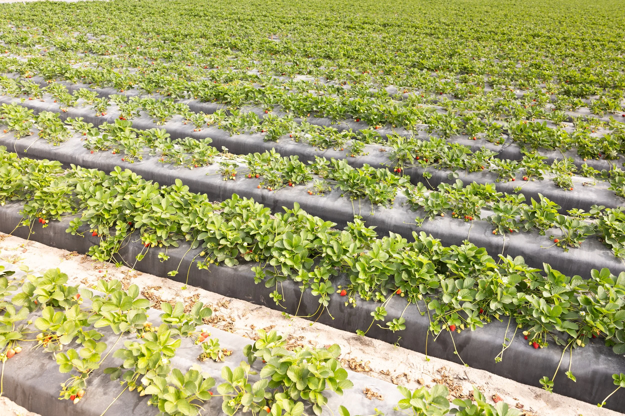 Rows of lush strawberry plants growing in a farm field with black plastic mulch covering the soil.