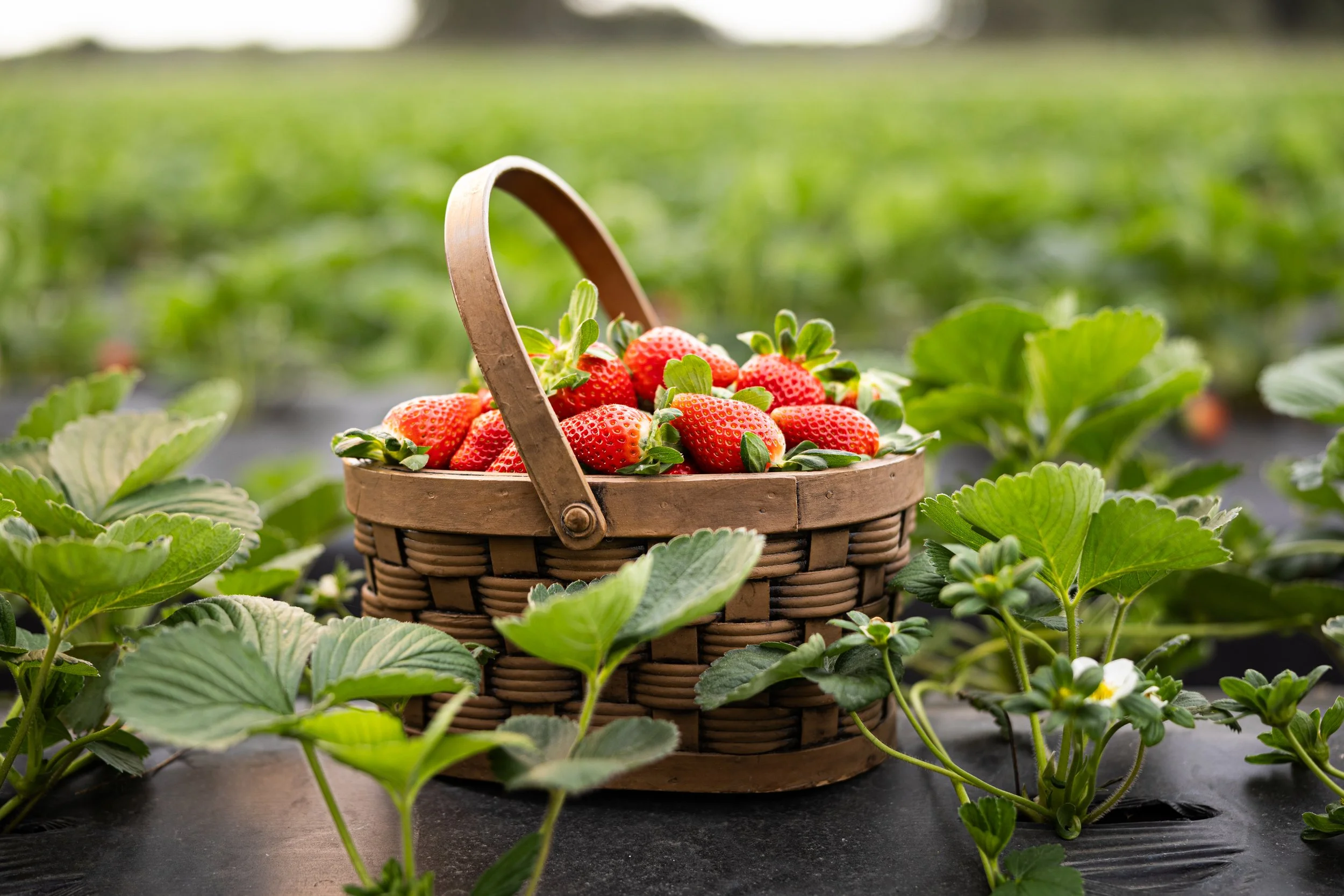A basket of ripe strawberries sits on a black plastic ground cover among green strawberry plant leaves in a field.