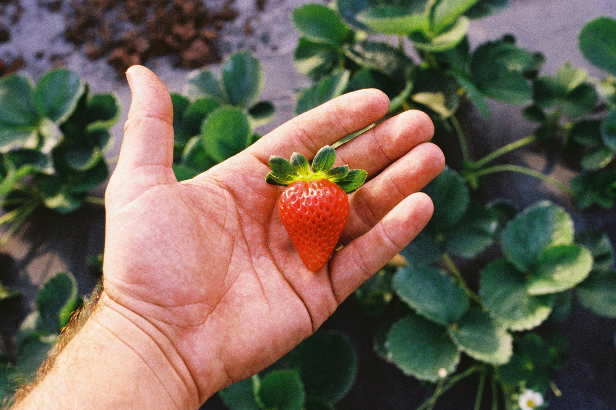 A hand holding a ripe red strawberry with green leaves on top, with strawberry plants and green leaves in the background.