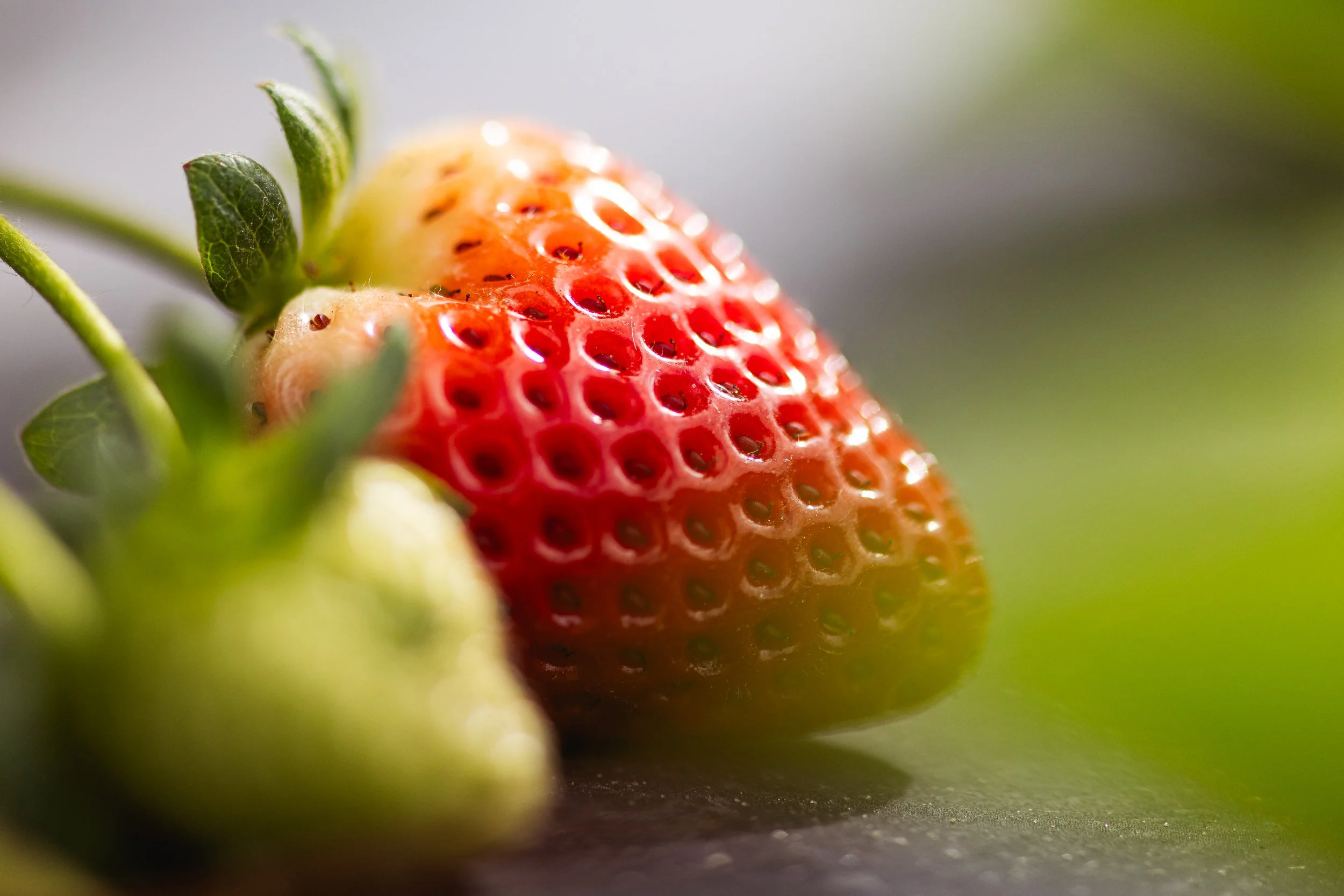 Close-up of a ripe strawberry with red and white coloring and green leaves, with a blurred green background.