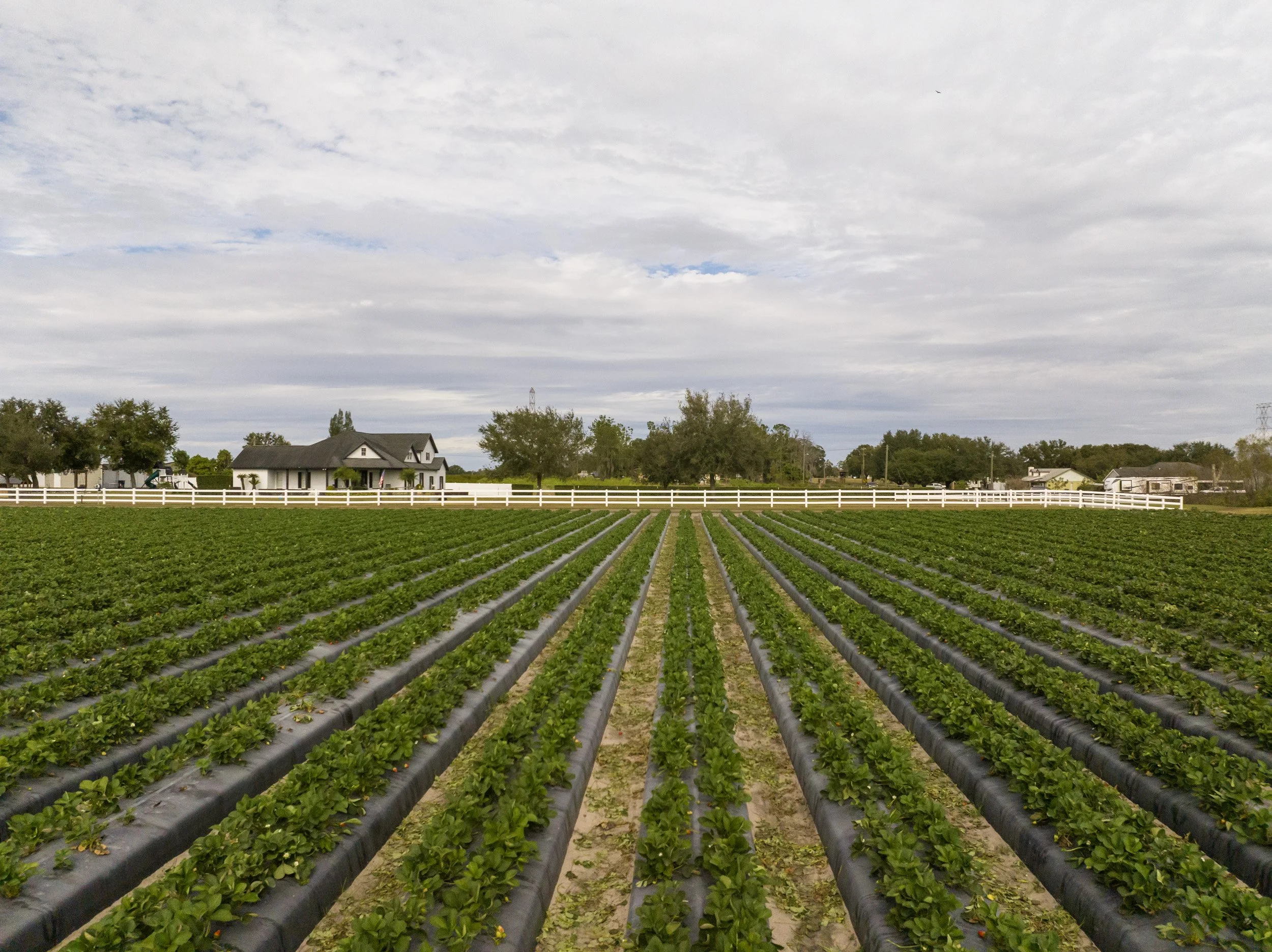 A farm with rows of green leafy plants, likely strawberries, under a cloudy sky, with a white farmhouse and trees in the background.