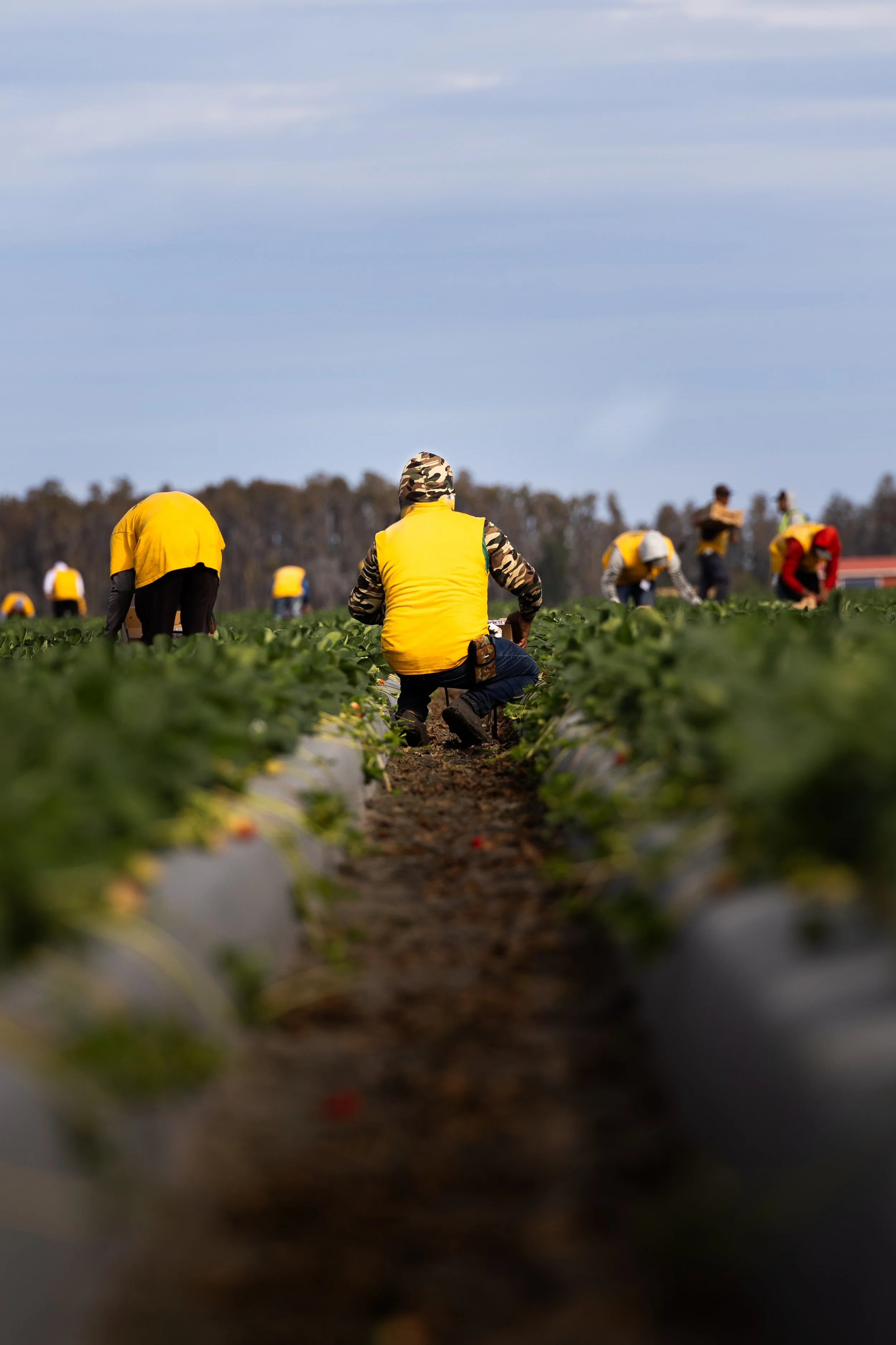 Farm workers harvesting strawberries in a field, some wearing yellow vests and camouflage hats, with a line of trees in the background under a cloudy sky.