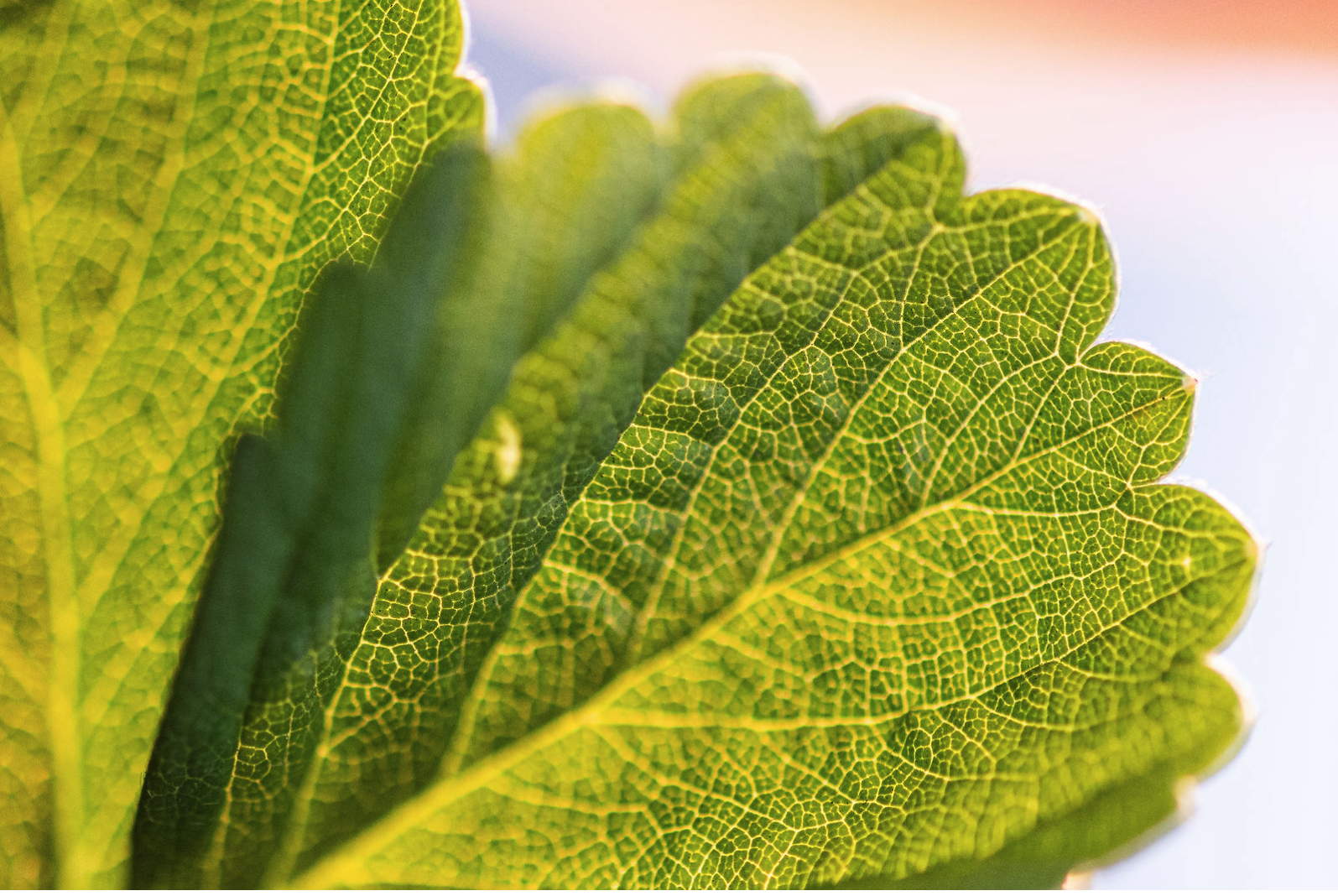 closeup of a leaf, strawberry farm plant city