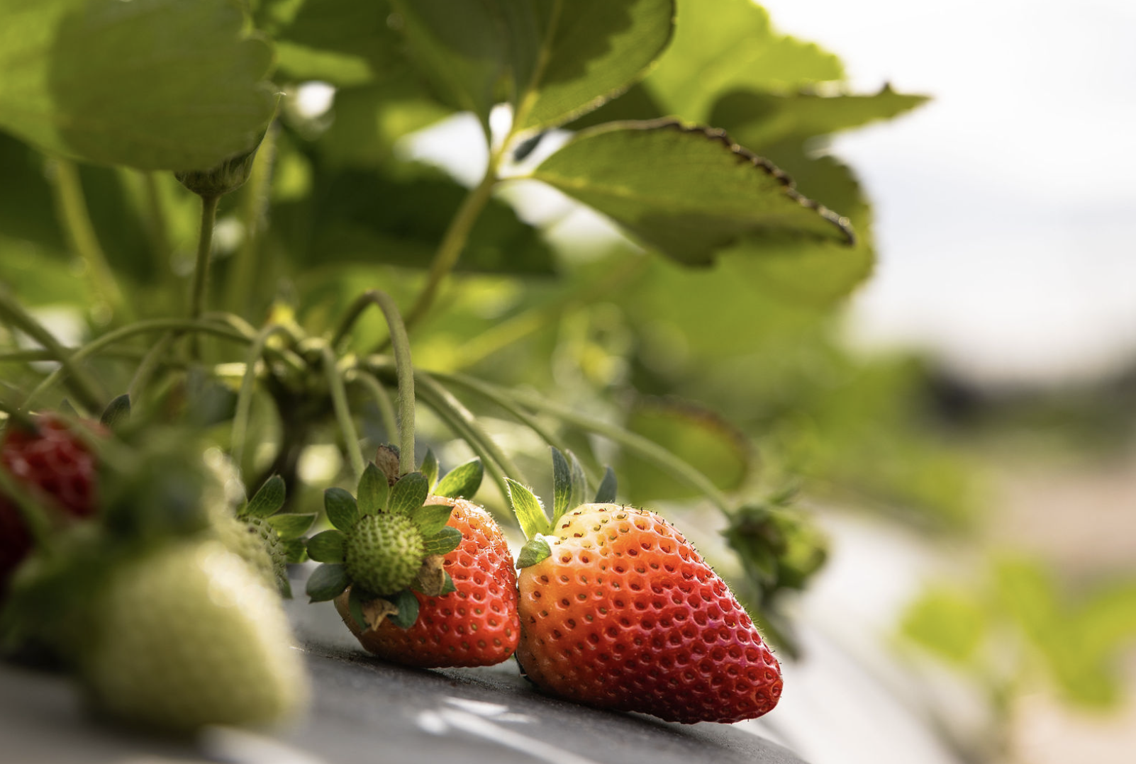 Screenshot 2025-12-09 at 1.20.59 PM.png