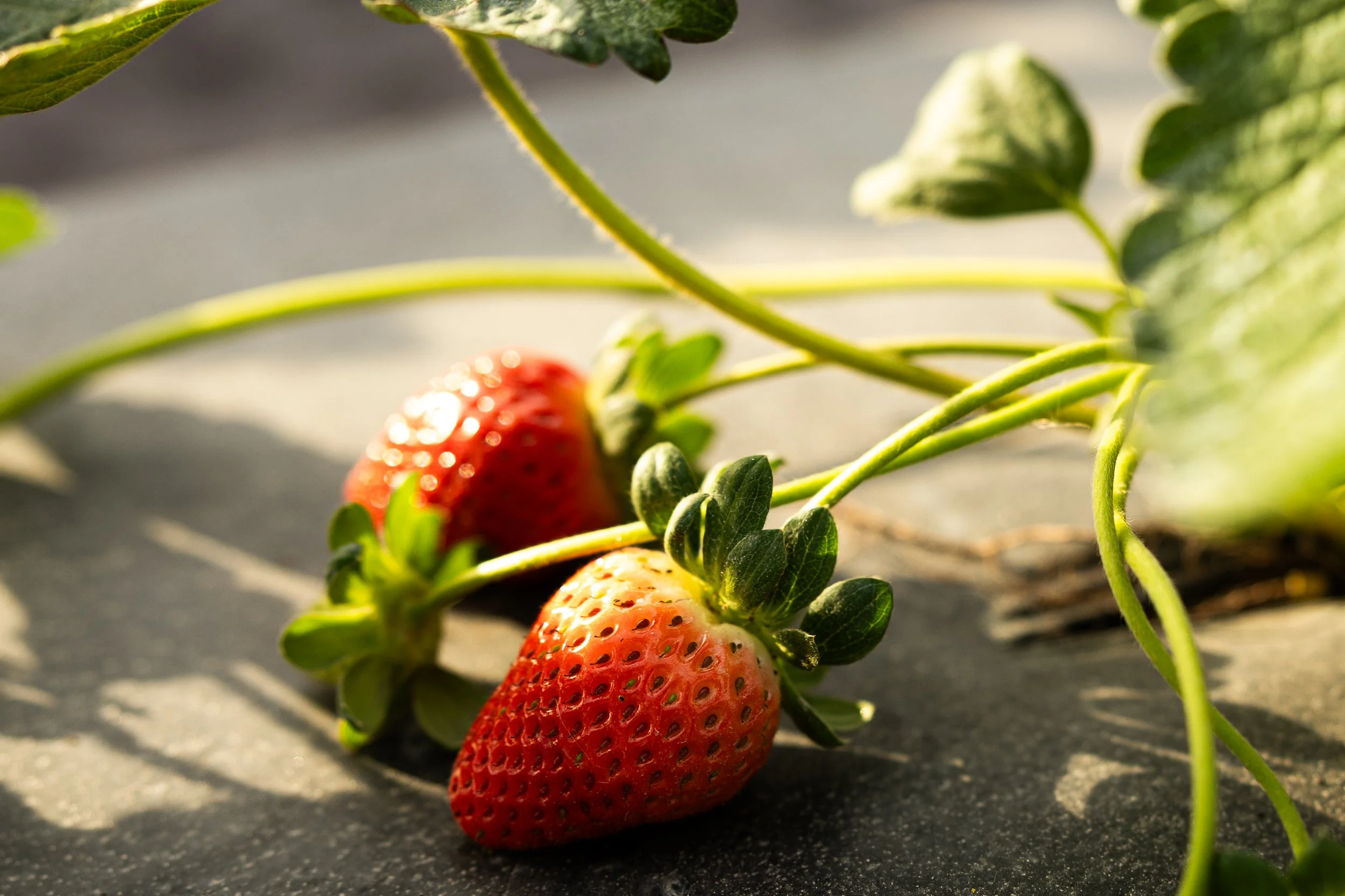 Two ripe strawberries on the ground surrounded by green strawberry leaves and vines.