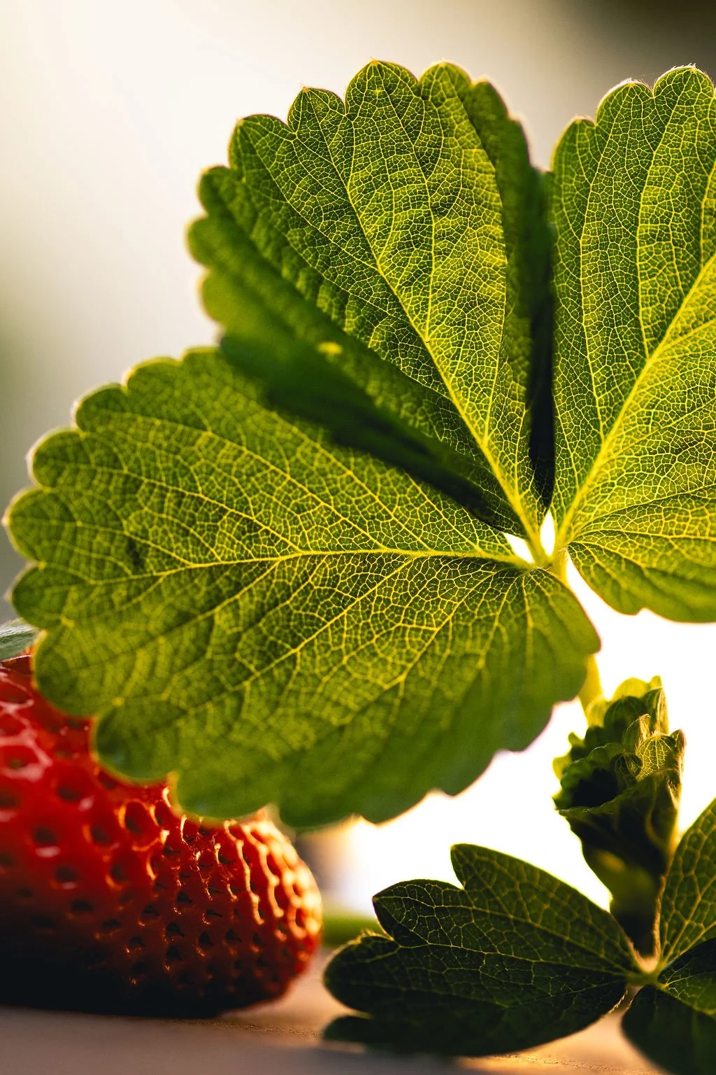 a leaf, plant city strawberries