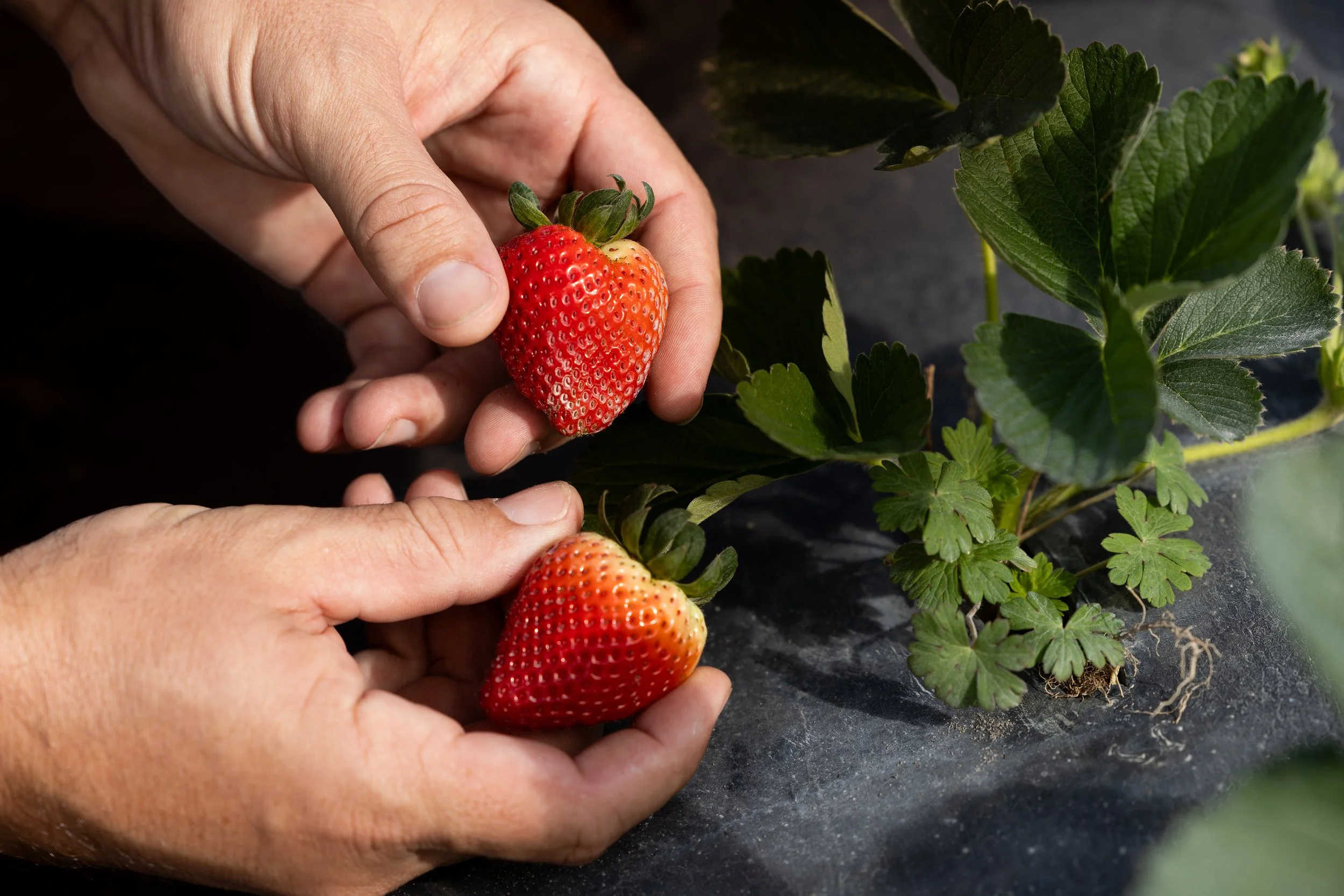 Person harvesting ripe strawberries from a garden, with green leaves and black soil visible.