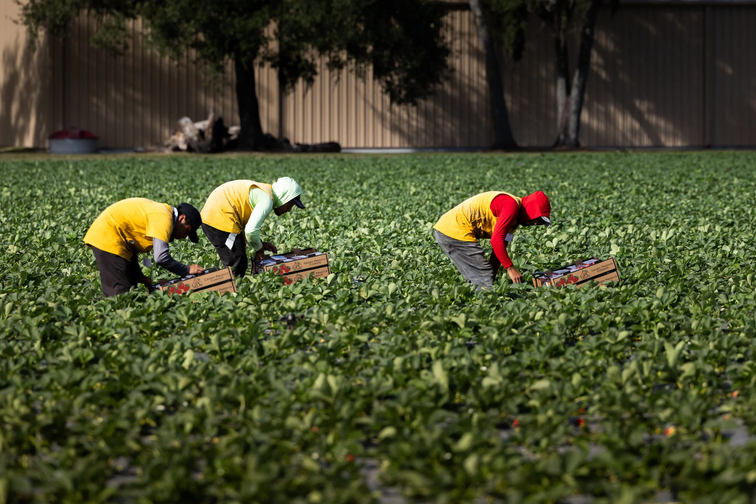 Three workers harvesting strawberries in a field, each placing strawberries into a cardboard container.