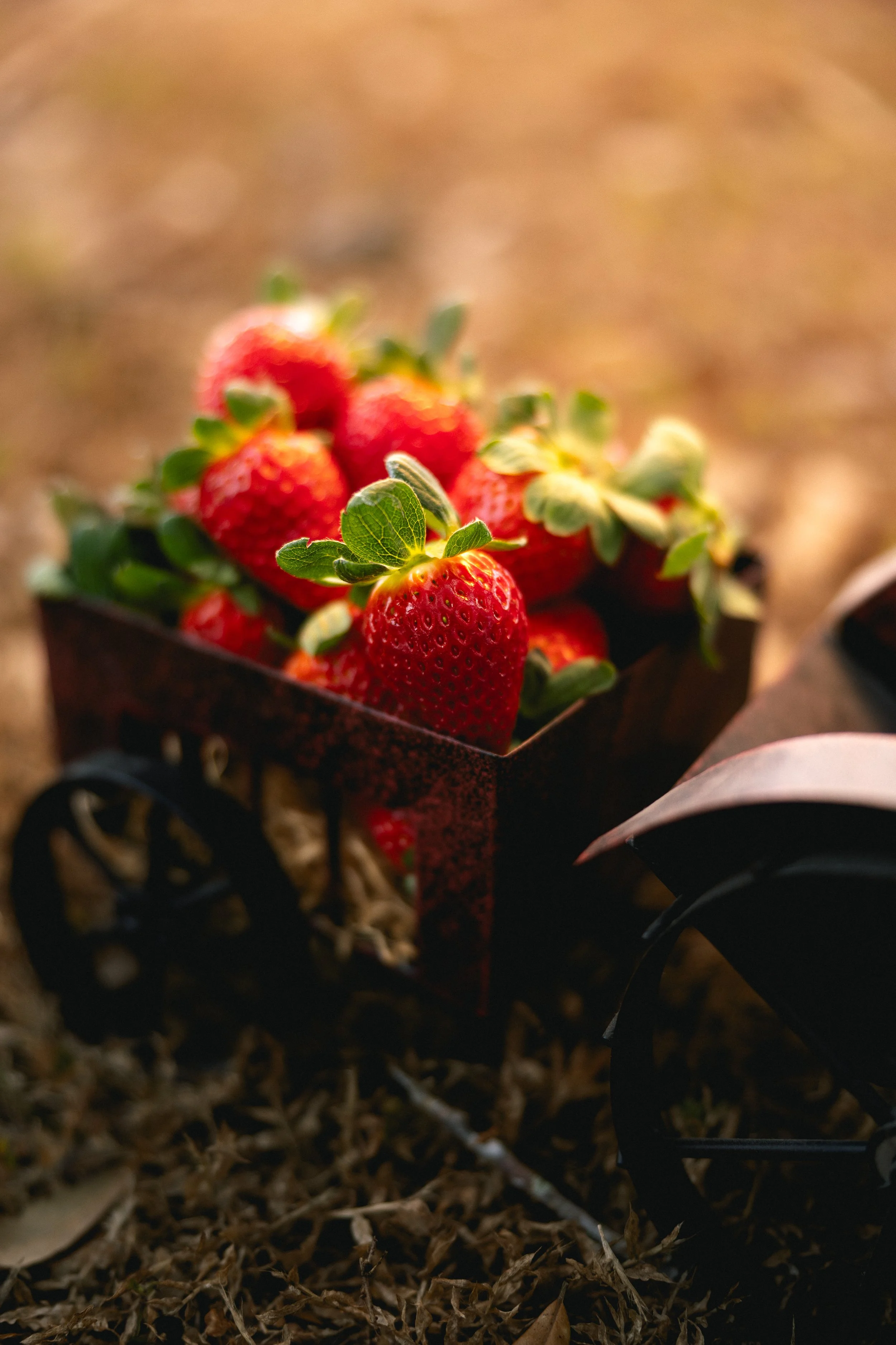 A small black wagon filled with fresh red strawberries with green leaves, placed on brown soil.