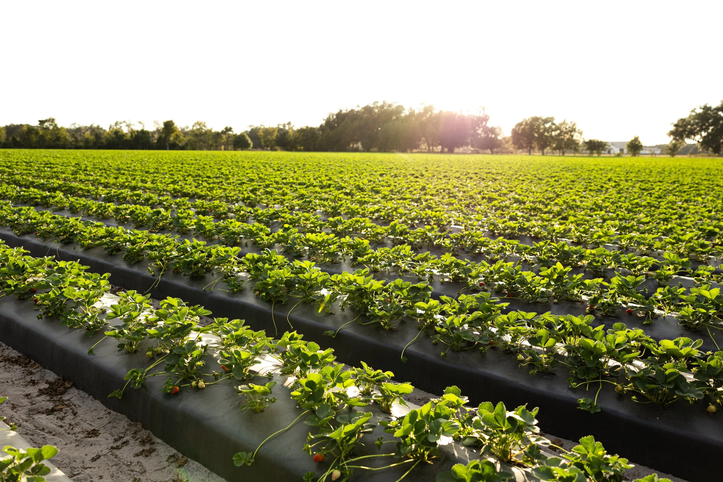 A strawberry farm with rows of green strawberry plants under bright sunlight and a clear sky.