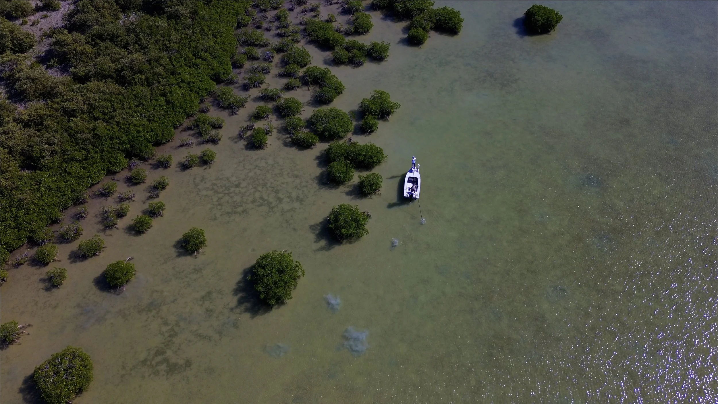 An aerial view of a boat on a shallow, clear body of water next to a lush green mangrove forest.