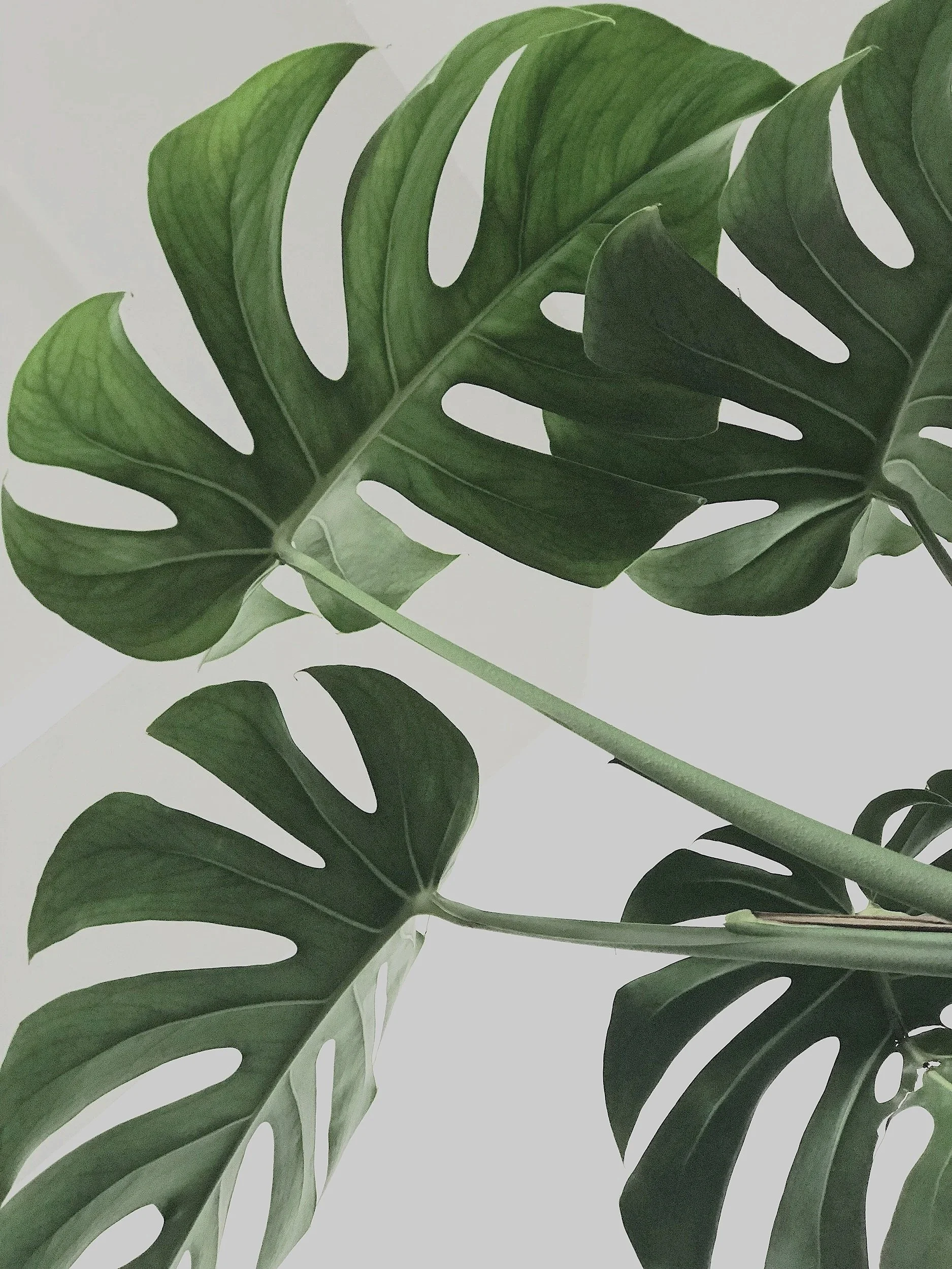 Close-up of green monstera leaves with characteristic splits and holes, set against a white background.