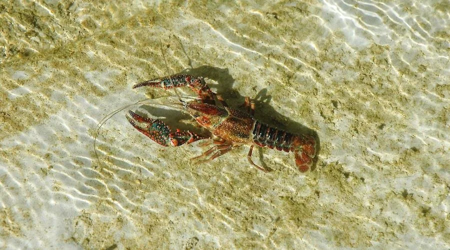 Cuidado! Invasoras Aquáticas