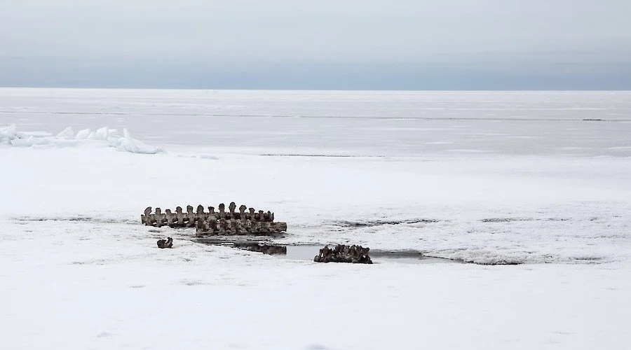Rosa Rodríguez no Encontros da Imagem