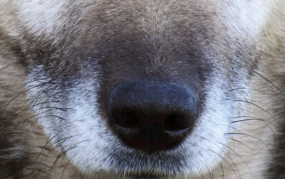 Salvaxe + Salvaxe + LIFE WILD WOLF