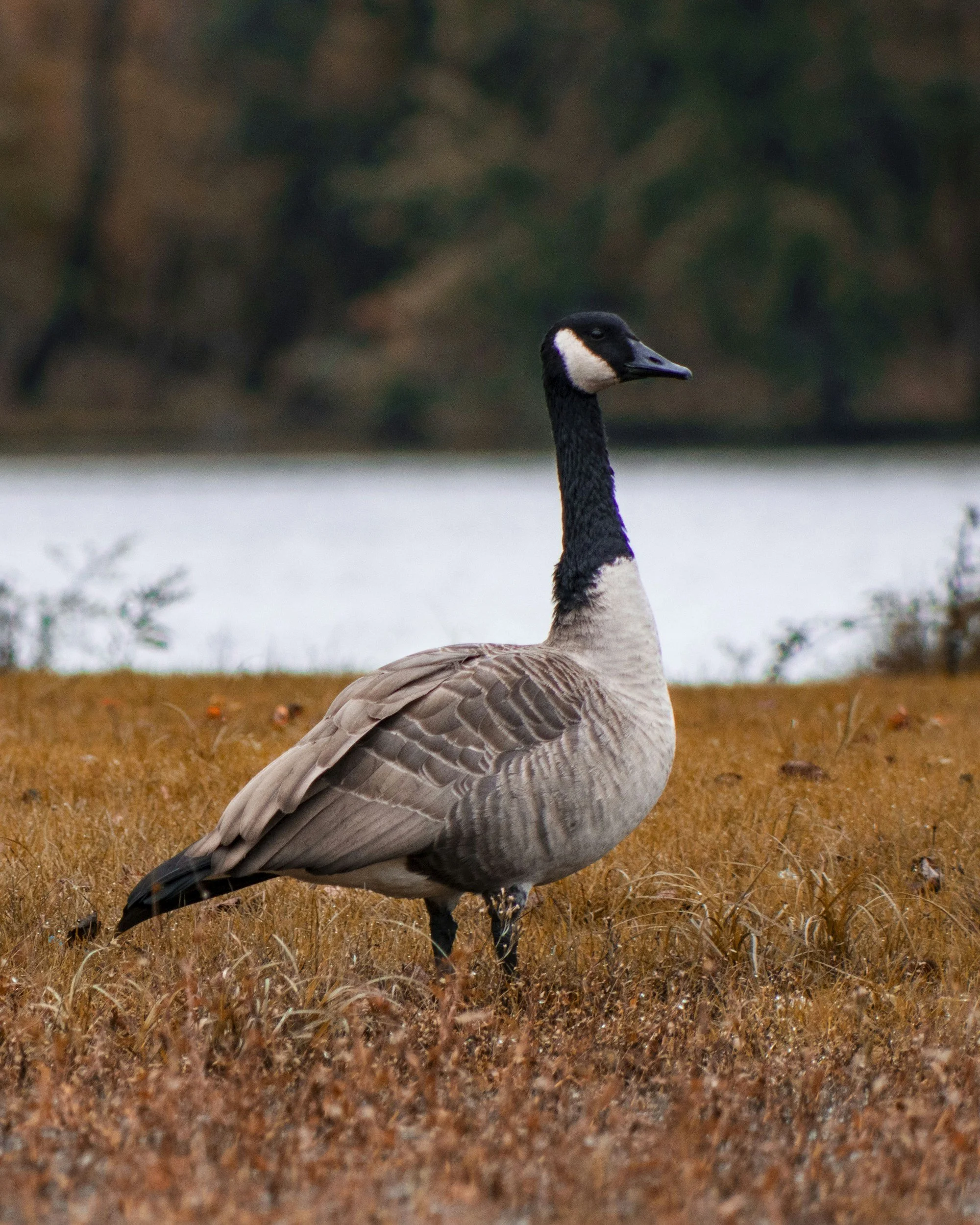A Goose’s Guide To Doing Nothing