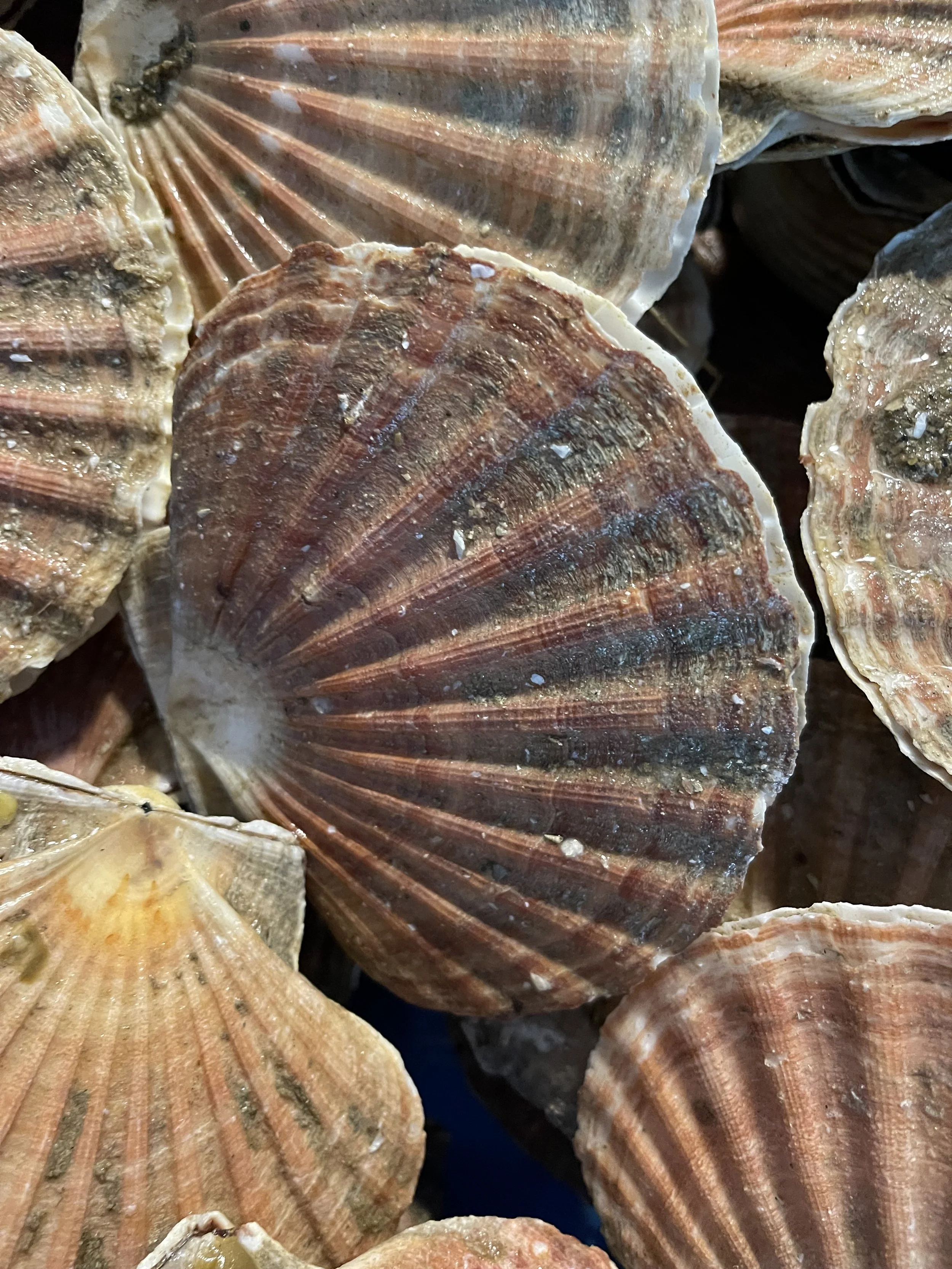 Close-up van schelpen, voornamelijk scallops, met geribbelde randen en variërende oranje, bruin en beige tinten. #chefvandenberghe , chef van den berghe , private dining, private chef aan huis