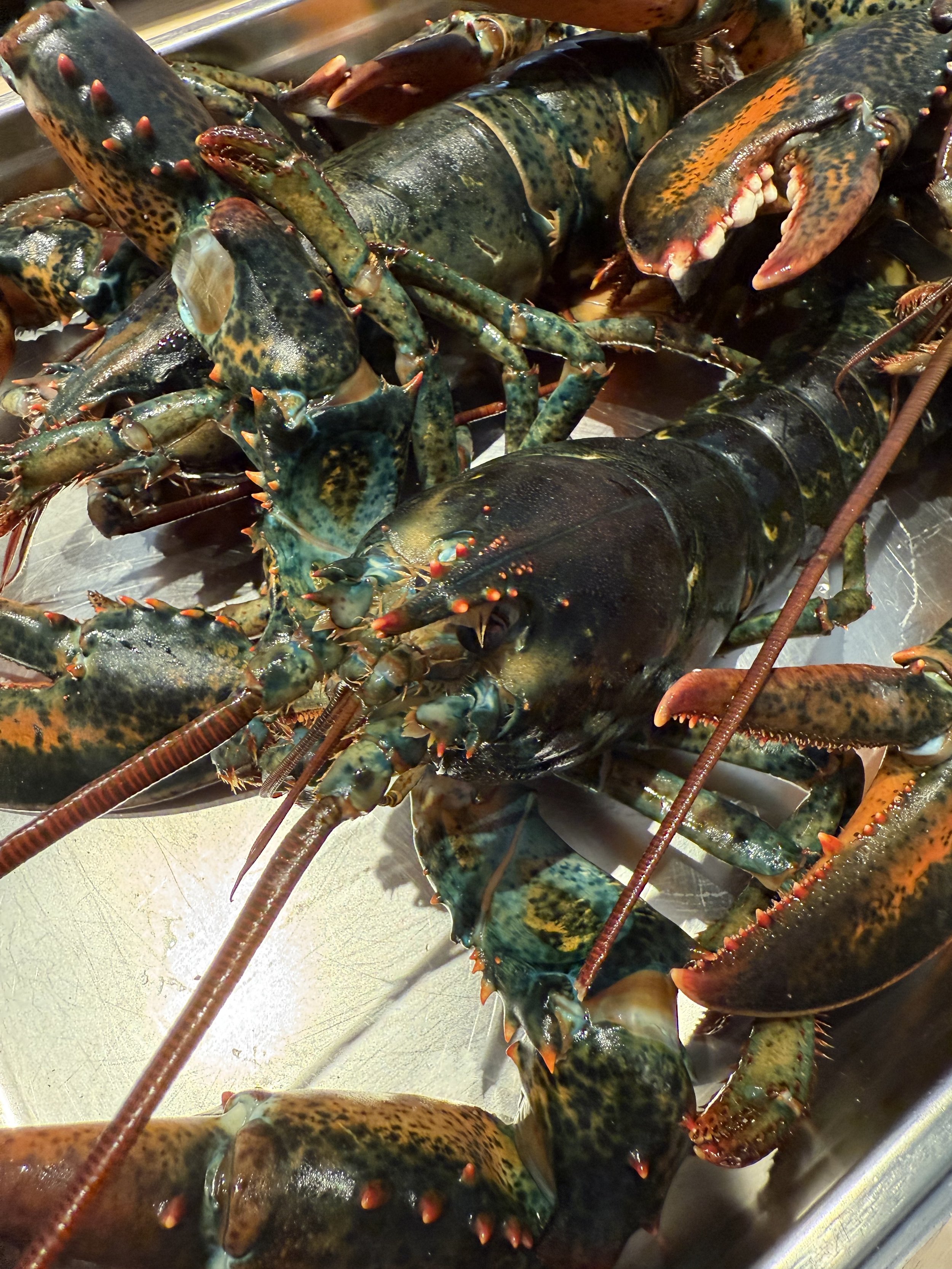 Lobsters op een metalen schaal, klaar om gekookt te worden. #chefvandenberghe , chef van den berghe , private dining, private chef aan huis