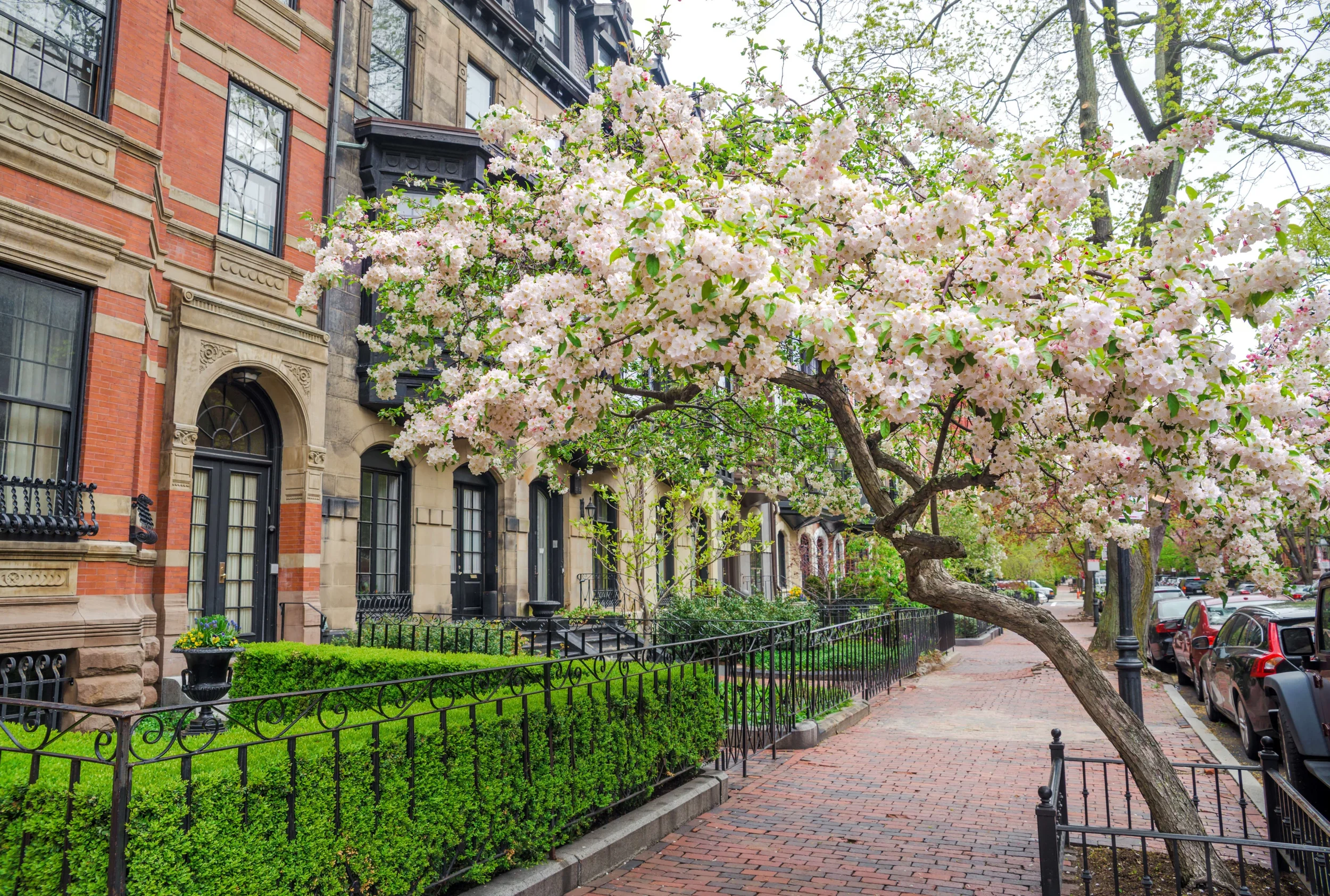 A residential street scene with row of brownstone townhouses and a blooming cherry blossom tree overhanging the sidewalk.