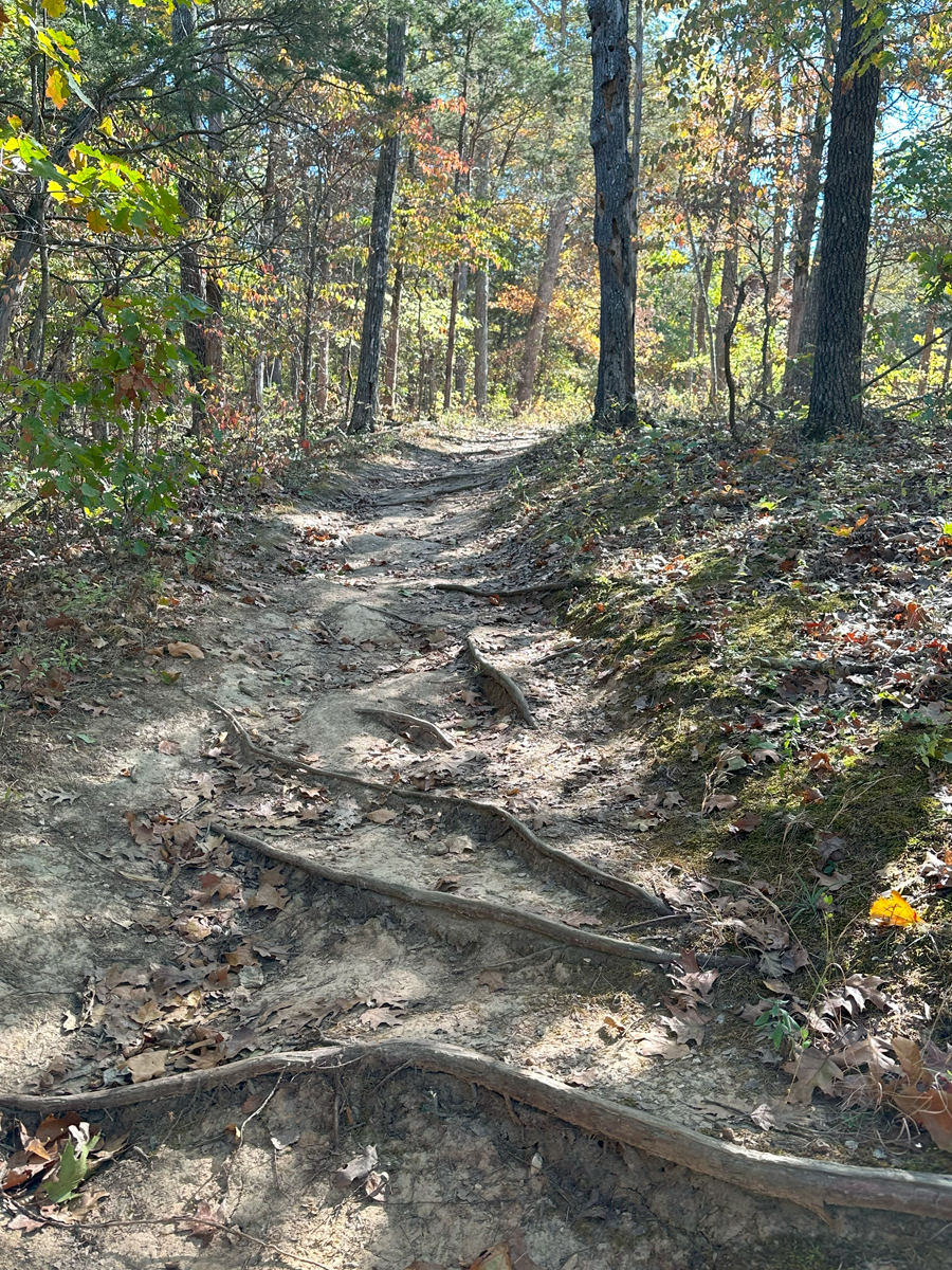 A dirt trail through a wooded forest with trees and fallen leaves, with sunlight filtering through the branches.