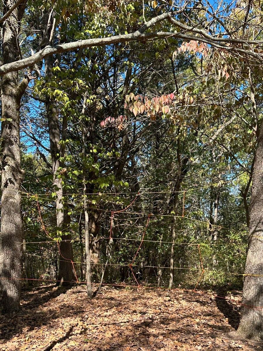 Tree in a wooded area with a large, horizontal, bent branch and a wire fence with geometric shapes made of thin wires in the foreground.
