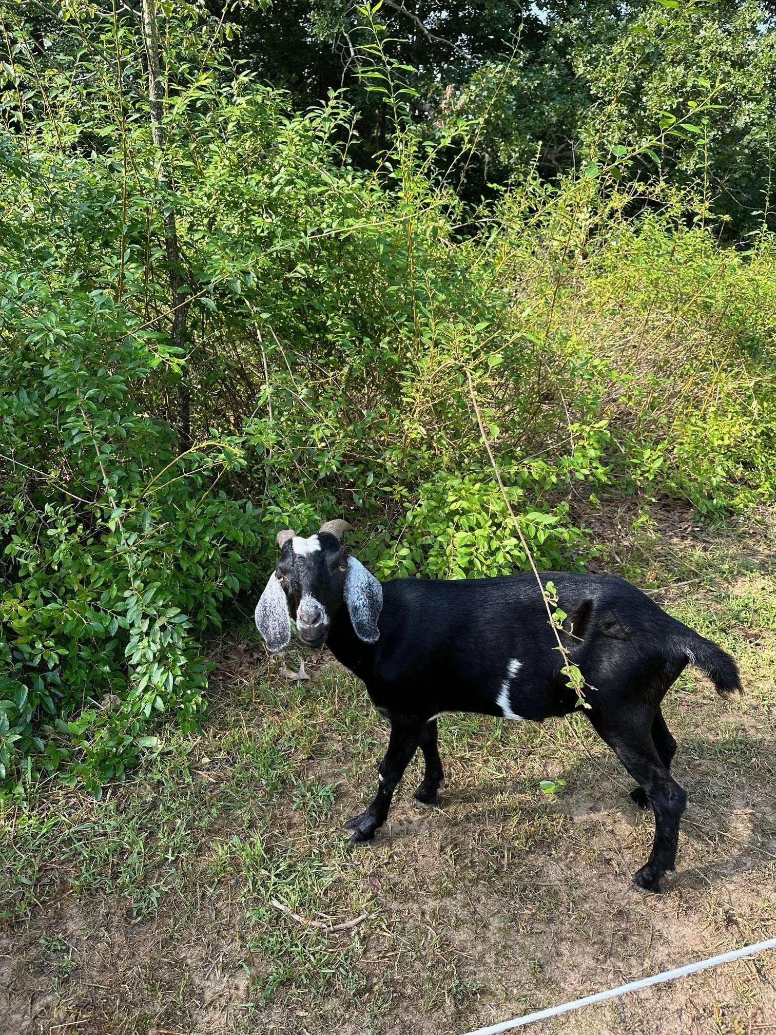 A black and white goat with floppy ears standing on grass near green bushes.