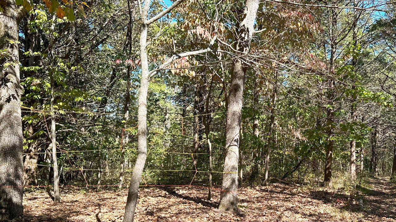 A wooded forest area with trees, leaves on the ground, and a barbed wire fence running through.