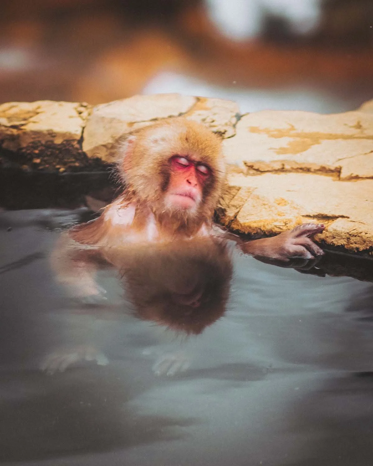 Expression de pure relaxation d'un singe des neiges les yeux fermés dans un onsen vaporeux. Image illustrant le calme et la nature sauvage du Japon en hiver.