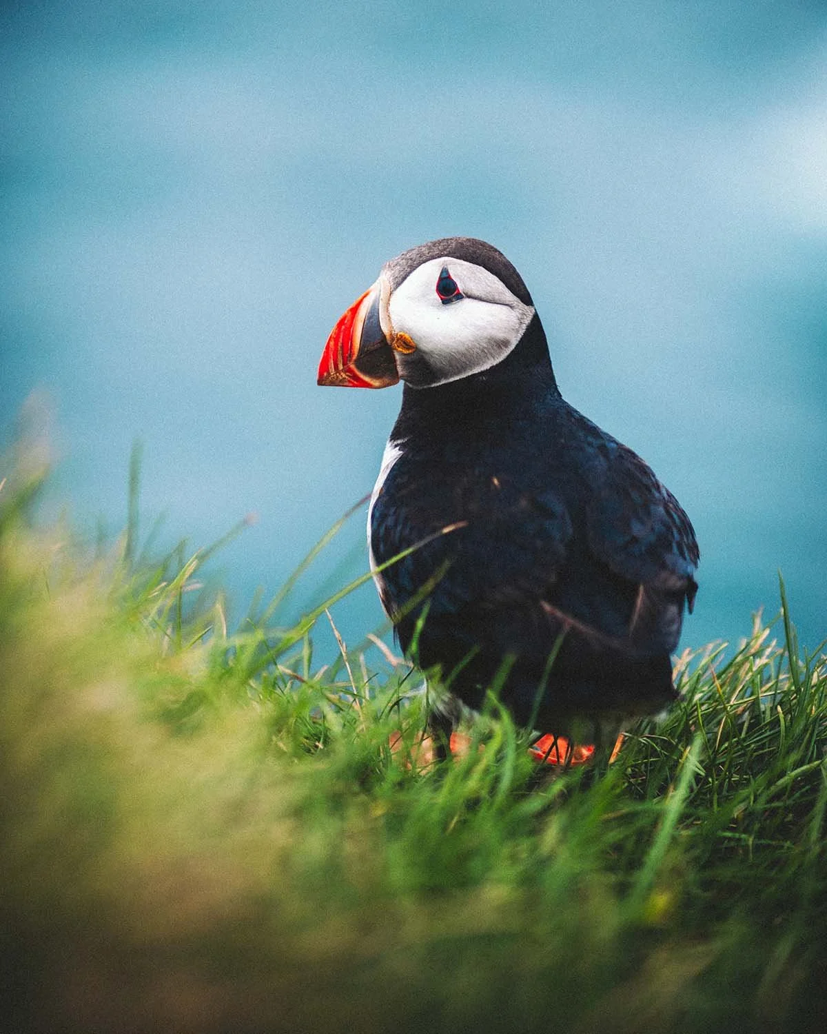Portrait attendrissant d'un macareux moine (Puffin) posé dans l'herbe verte sur les Îles Vestmann. Photographie ornithologique en Islande.
