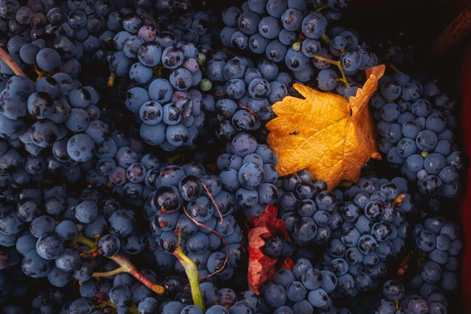 CHAMPAGNE LD 210826 VENDANGES-24.jpg
