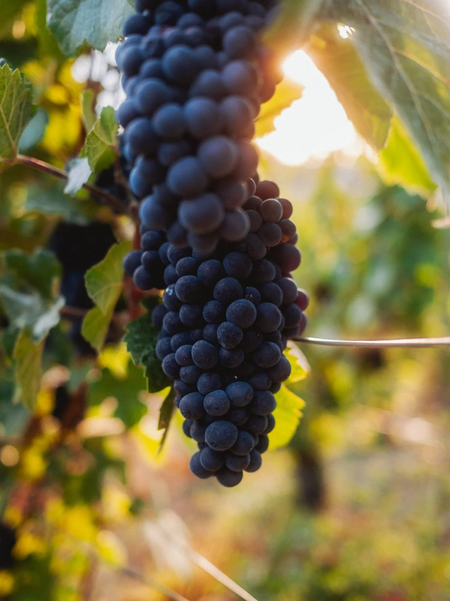 CHAMPAGNE LD 210826 VENDANGES-86.jpg