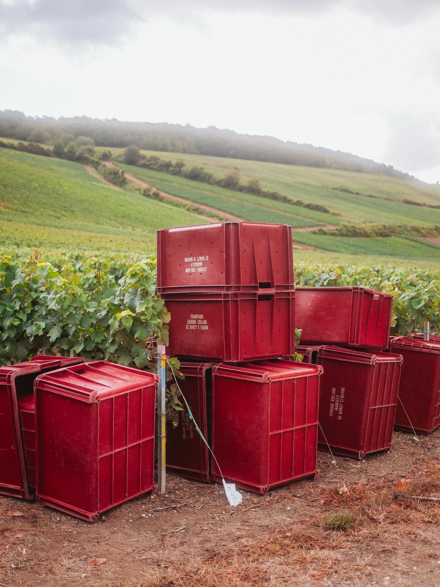 CHAMPAGNE LD 210826 VENDANGES-05.jpg