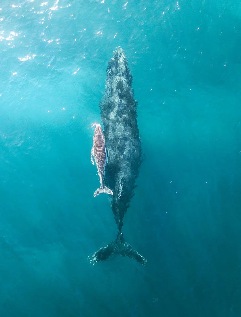 Inspiration pour votre lune de miel : une rencontre magique avec les baleines capturée par drone. Photographie de voyage et d'aventure pour les couples explorateurs.