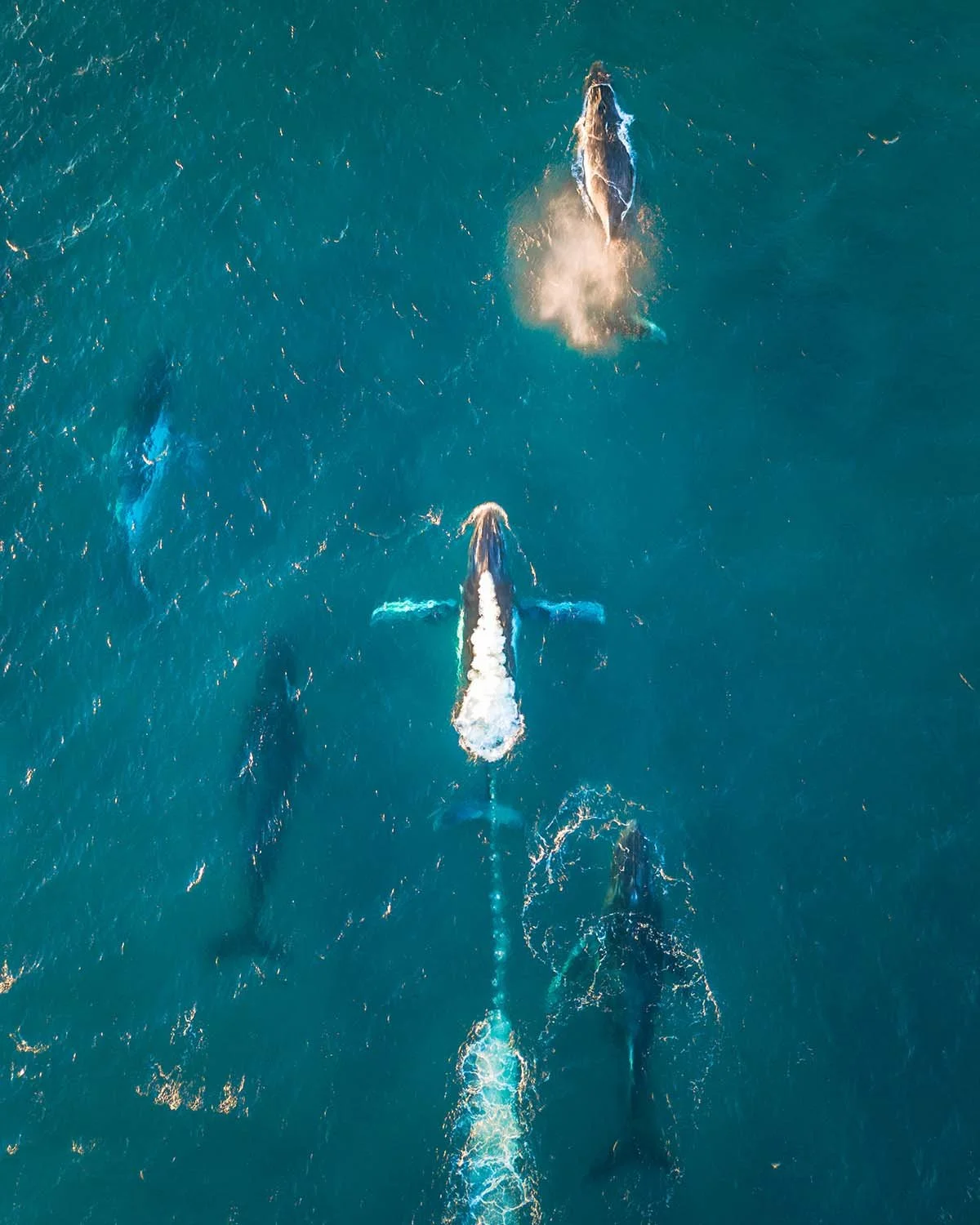Vue zénithale (top-down) minimaliste montrant la différence d'échelle entre une mère baleine et son petit dans l'immensité bleue de l'océan. Art par Dimitri Weber.