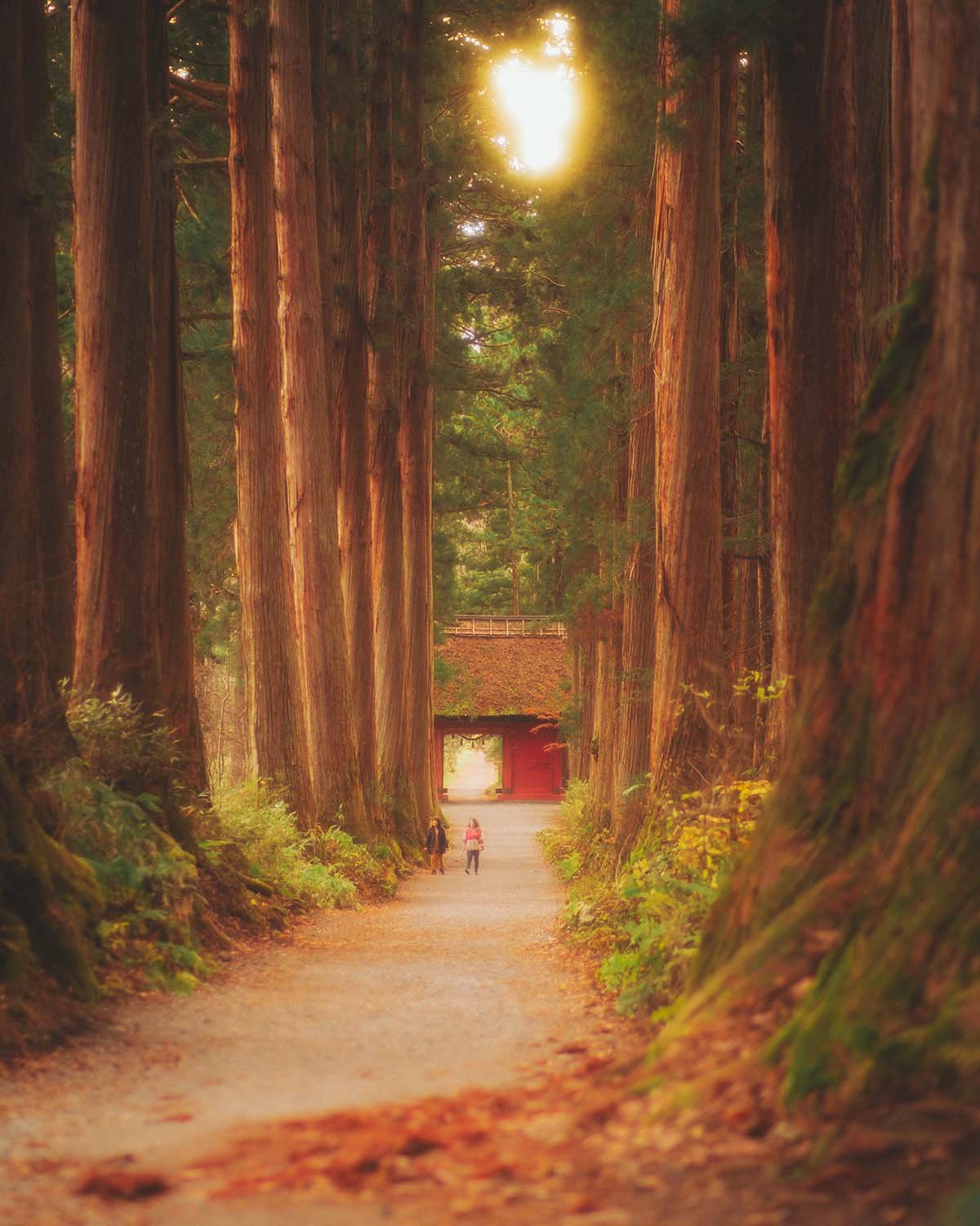 Allée de cèdres centenaires Ancient Cedar Avenue Hakone Old Tokaido Road. Chemin forestier sacré porte Torii rouge sanctuaire shinto nature calme pèlerinage histoire Japon.