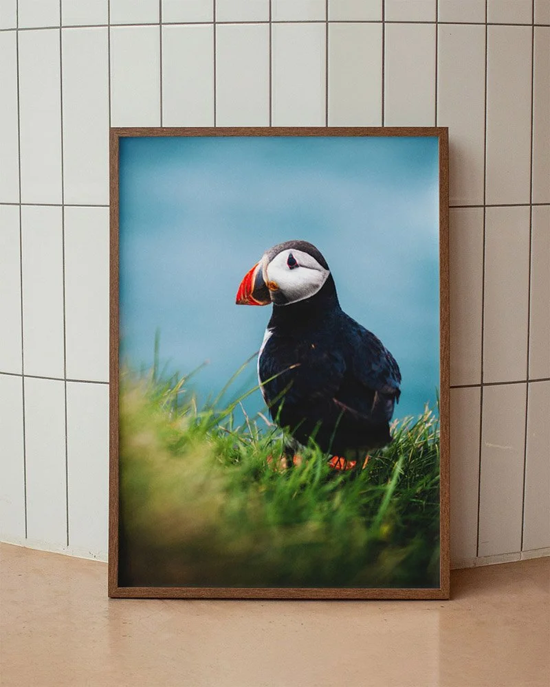 cadre-photo-oiseau-macareux-islande-puffin-couleurs-salon.jpg