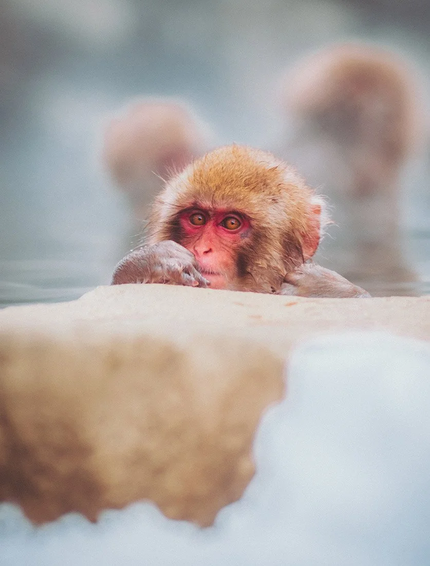 Instant de sérénité : un macaque japonais (singe des neiges) se baignant dans un onsen entouré de neige. Photographie animalière et voyage au Japon.