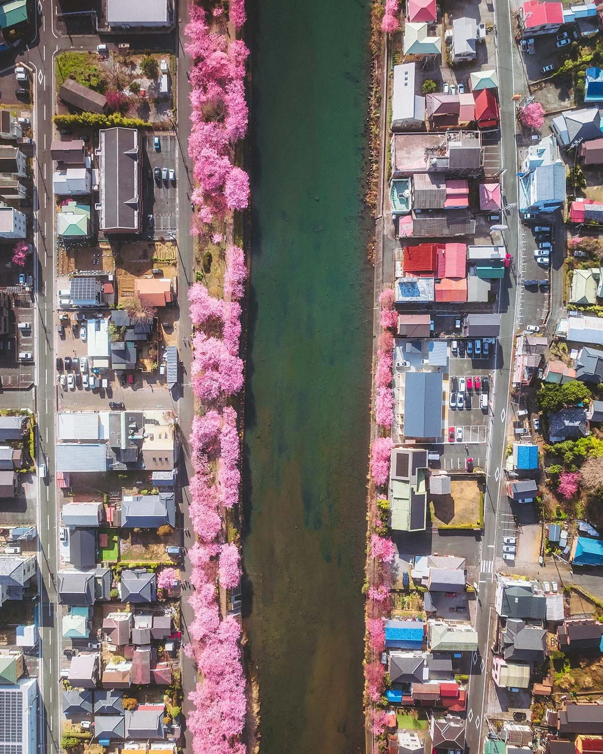 Vue aérienne verticale (top-down) spectaculaire de la rivière Kawazu bordée de milliers de cerisiers roses (Kawazu-zakura) dans la péninsule d'Izu.